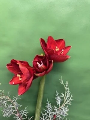 Holiday Amaryllis Planter