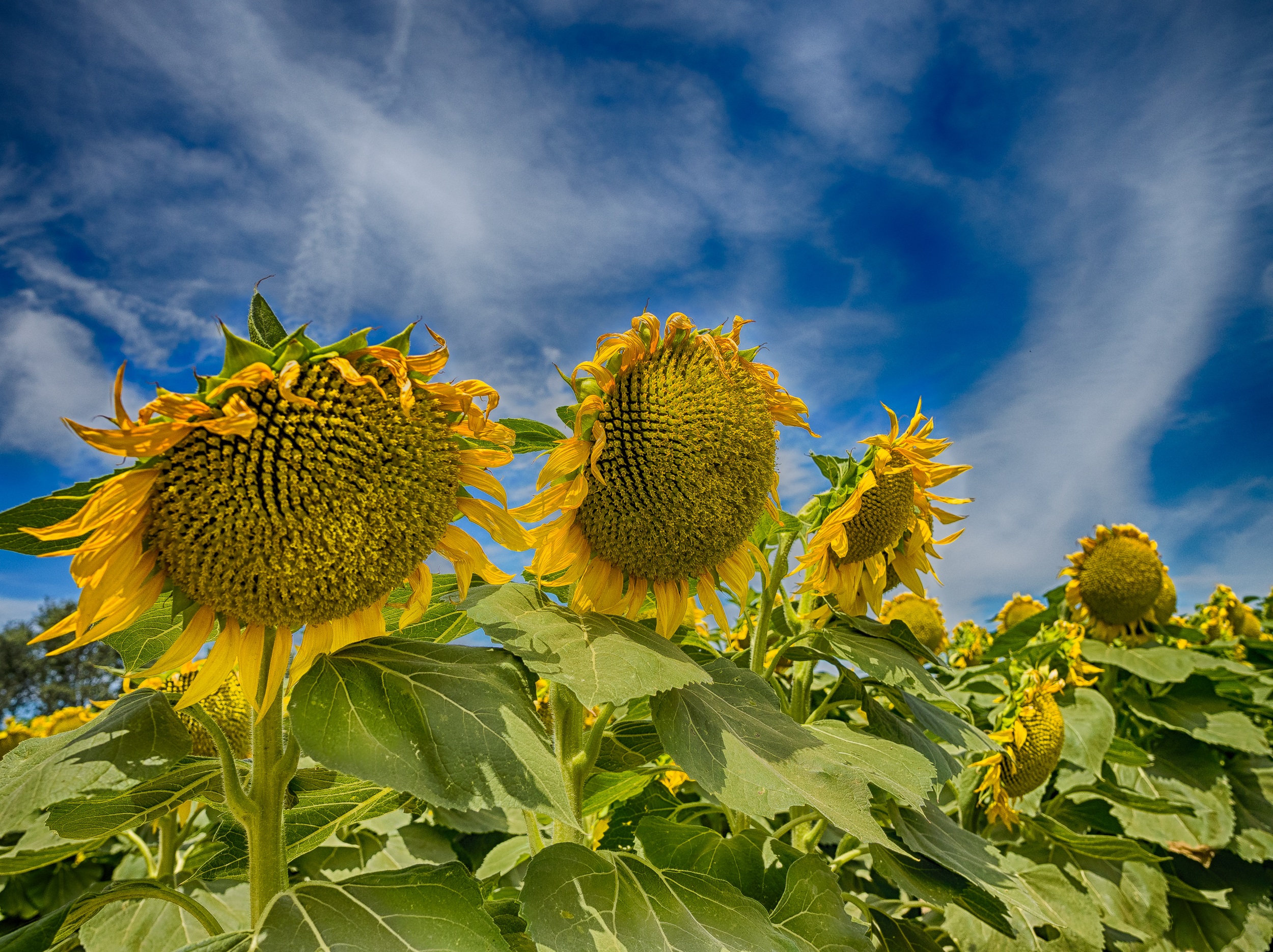 Sunflowers-24_HDR.jpg