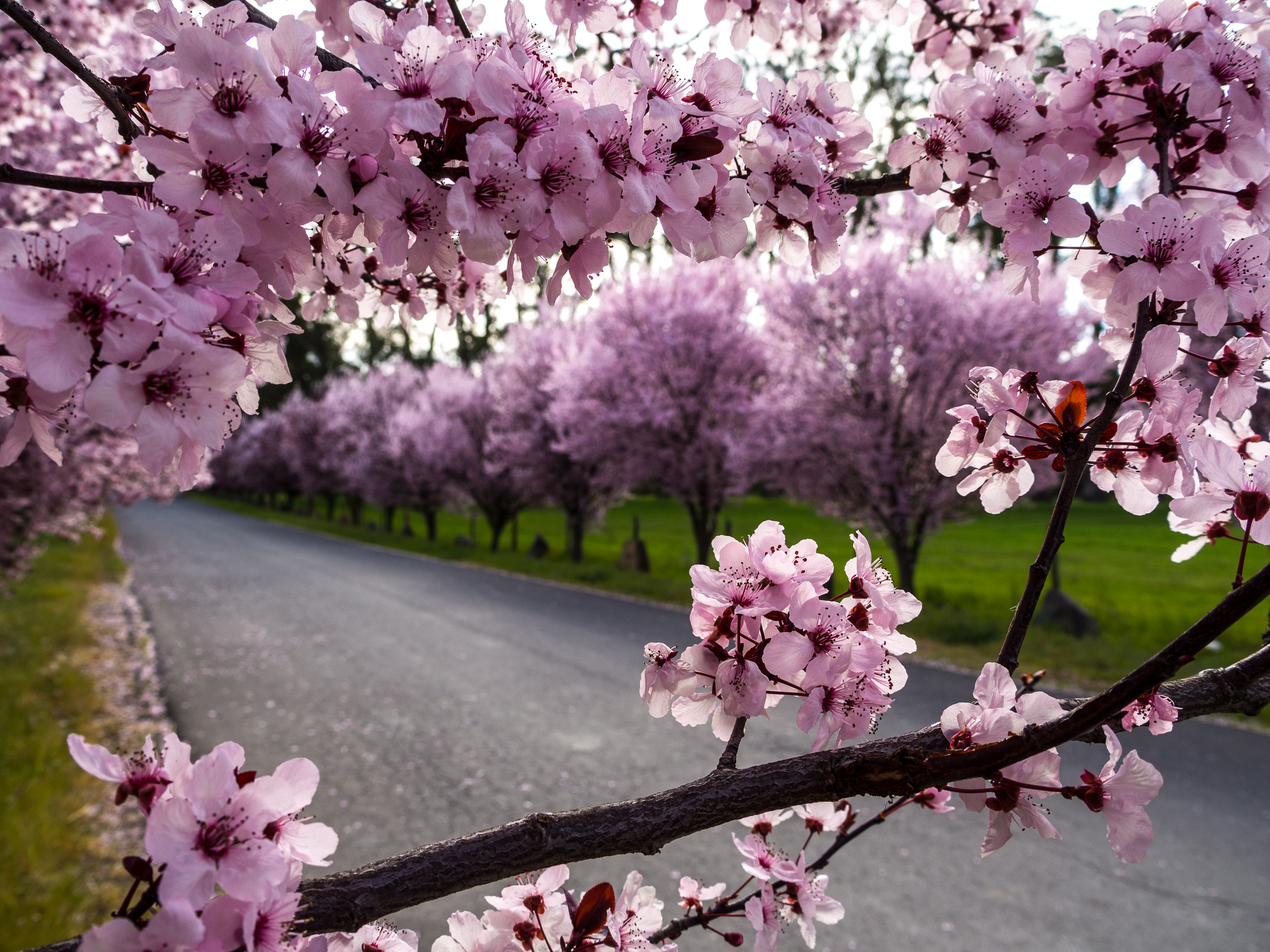 Sonoma_Spring_Morning-10.jpg