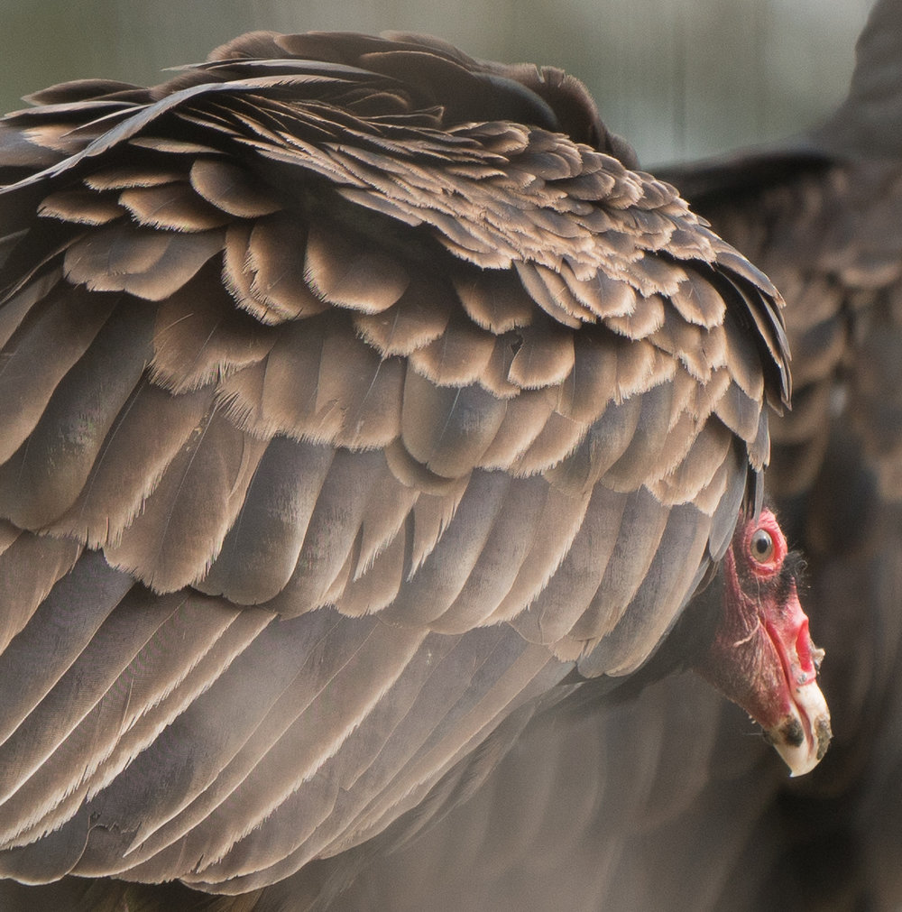 Turkey Vultures-12.jpg