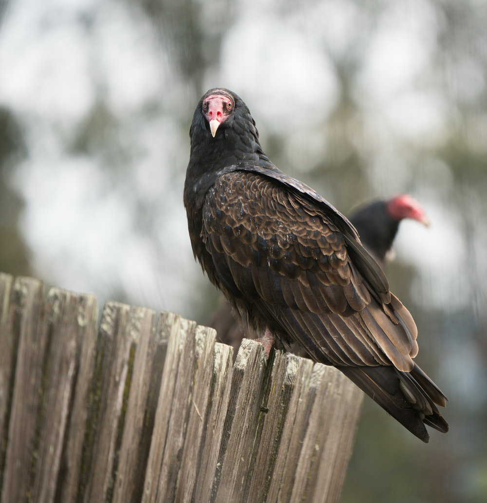 Turkey Vultures-5.jpg