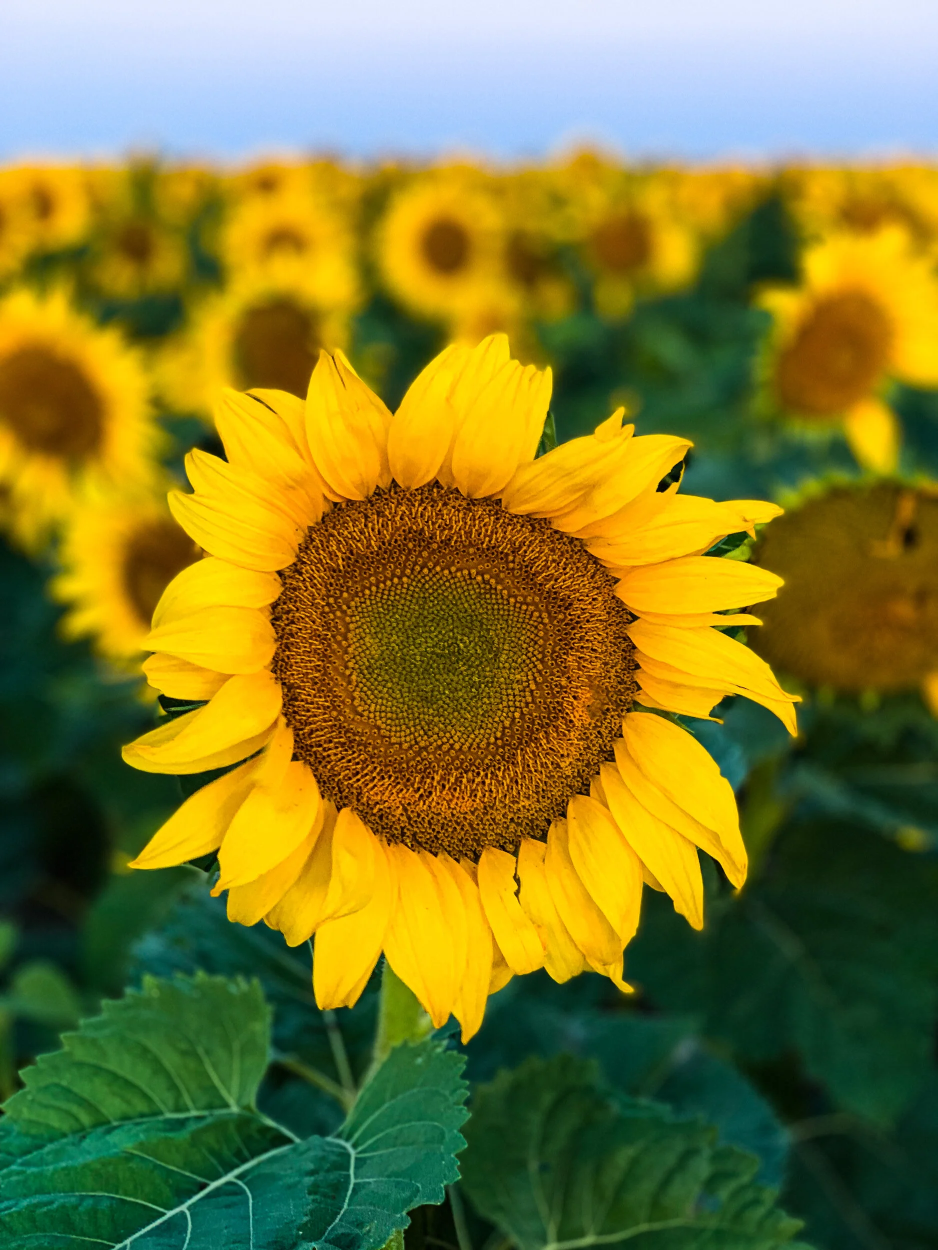 The Palouse July 2019-8.jpg