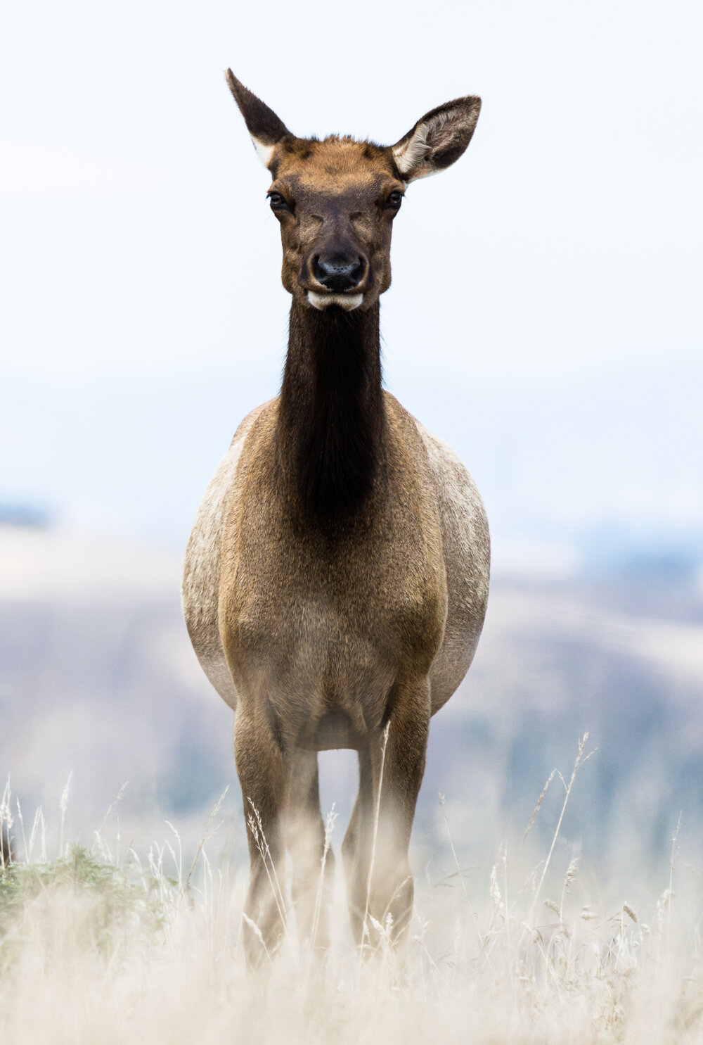 Tule Elk at Point Reyes.jpg