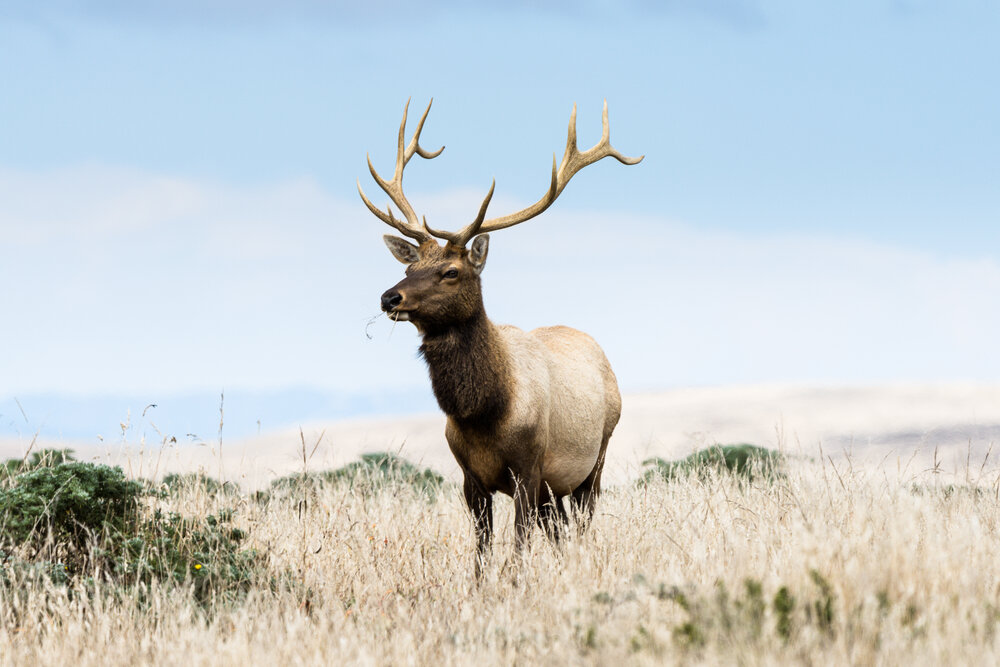 Tule Elk at Point Reyes-2.jpg