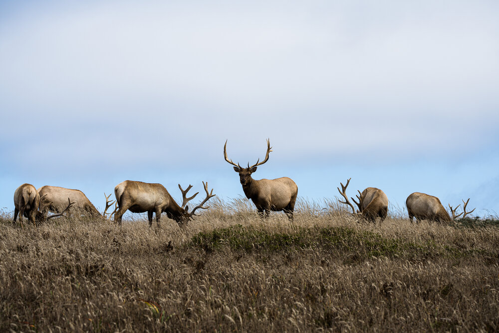 Tule Elk at Point Reyes-3.jpg