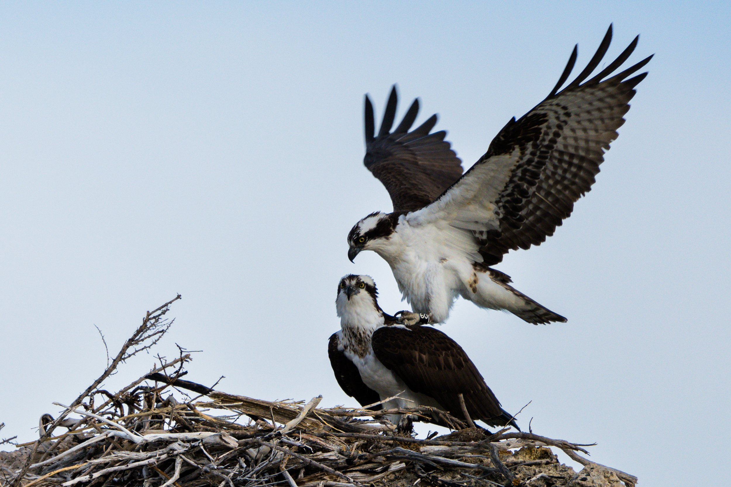 Ospreys at Mono Lake.jpg