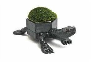 Len Makabe - Moss - Turtle
