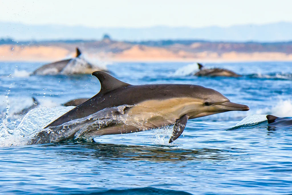 Dolphin Play