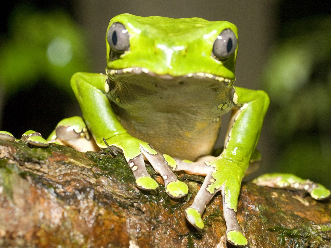 Kambo Sacred Frog Medicine Kambo Ceremony.png