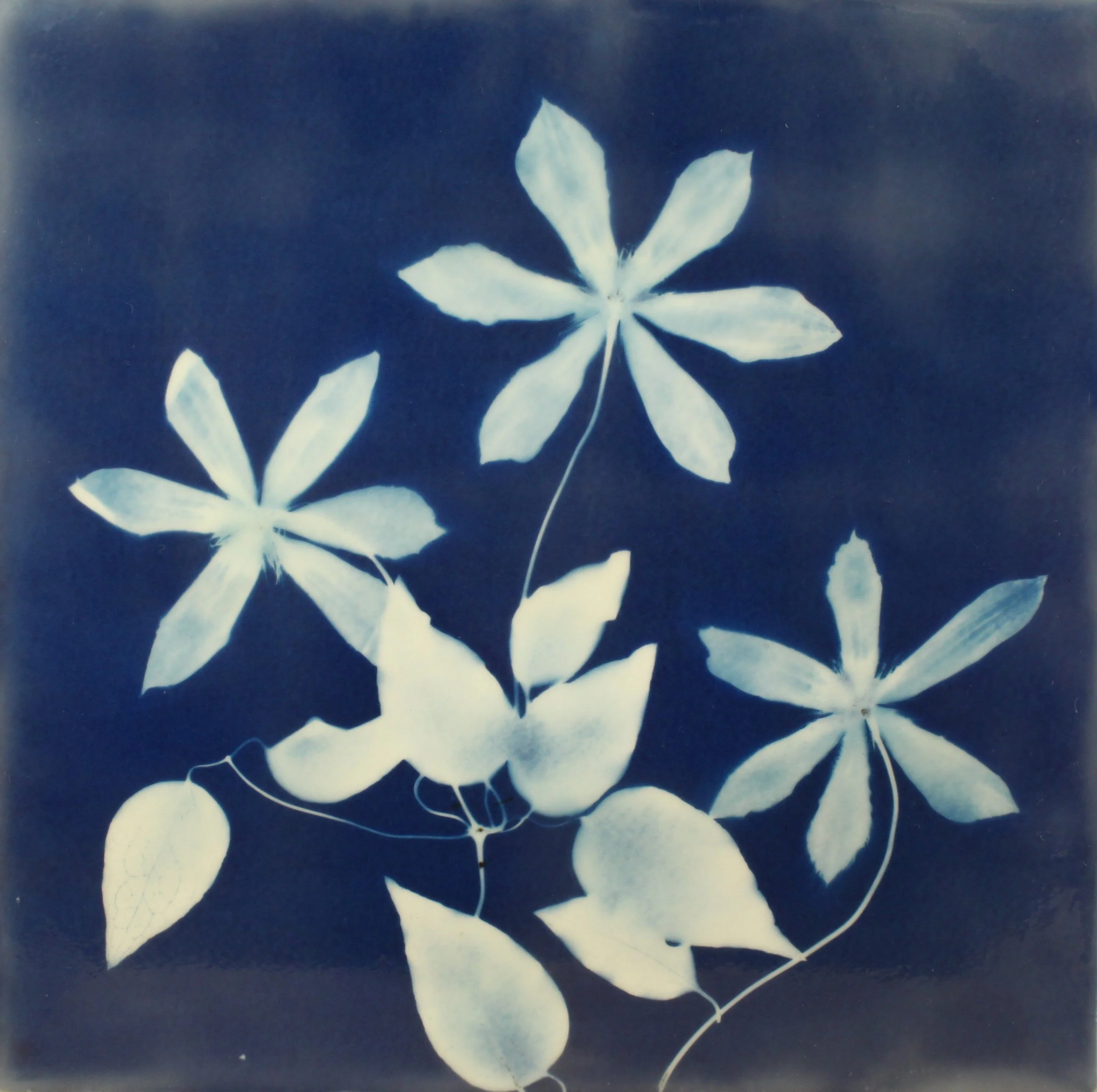 Cyan Garden #15030