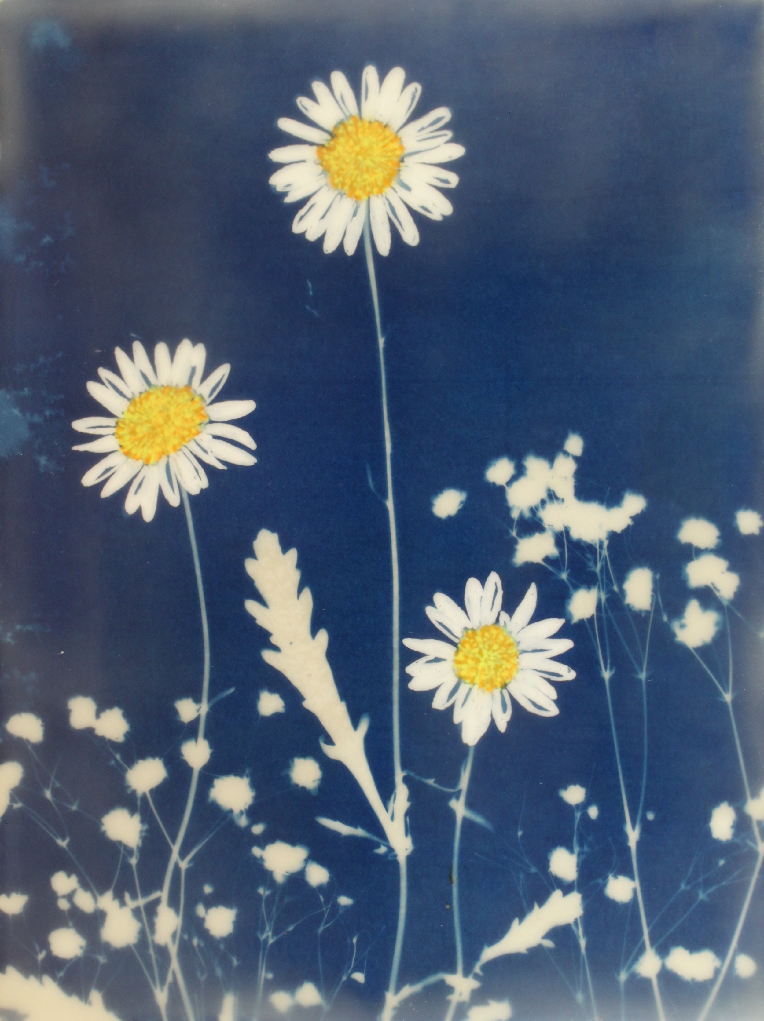 Cyan Garden #15093