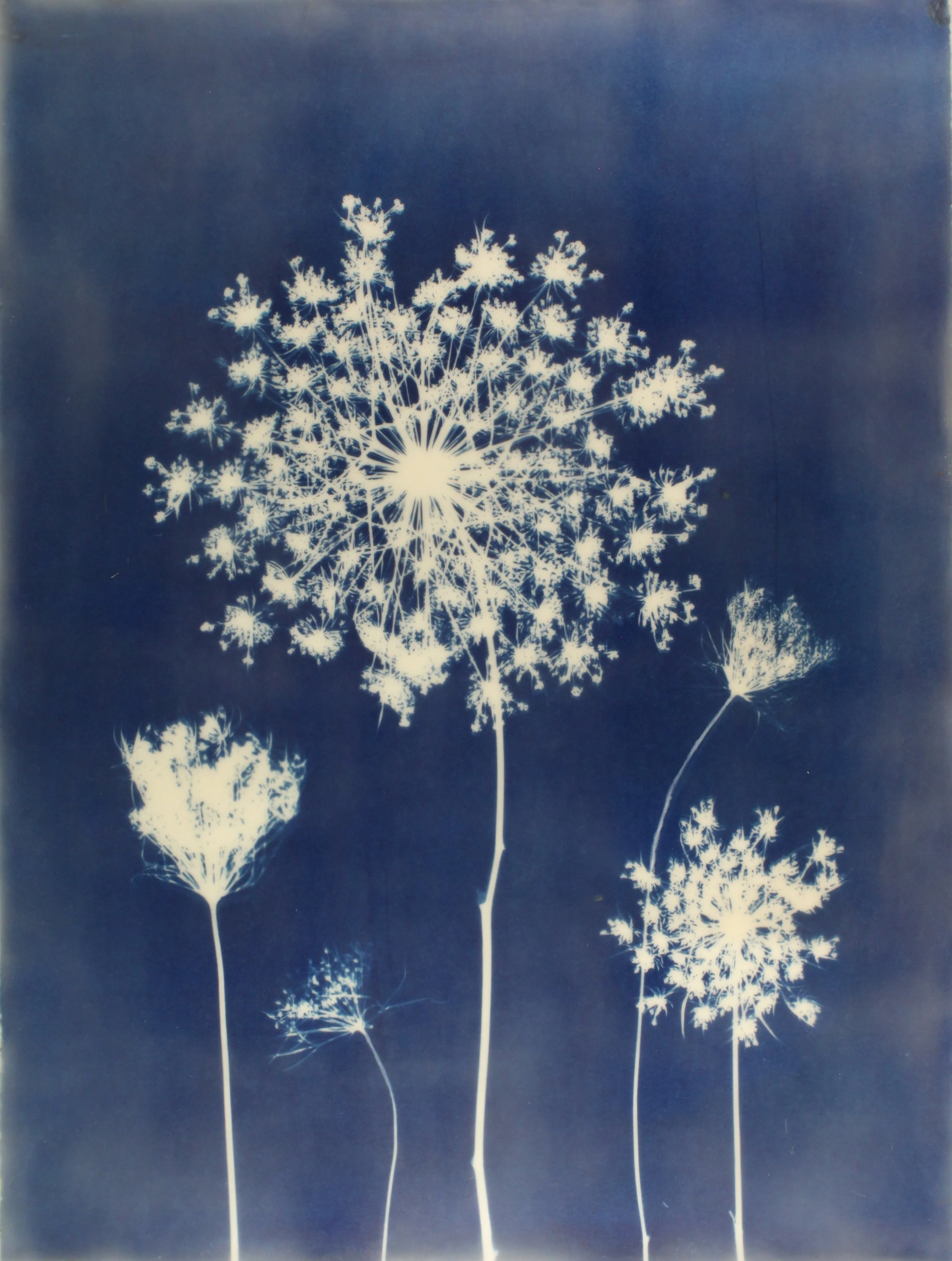 Cyan Garden #15114