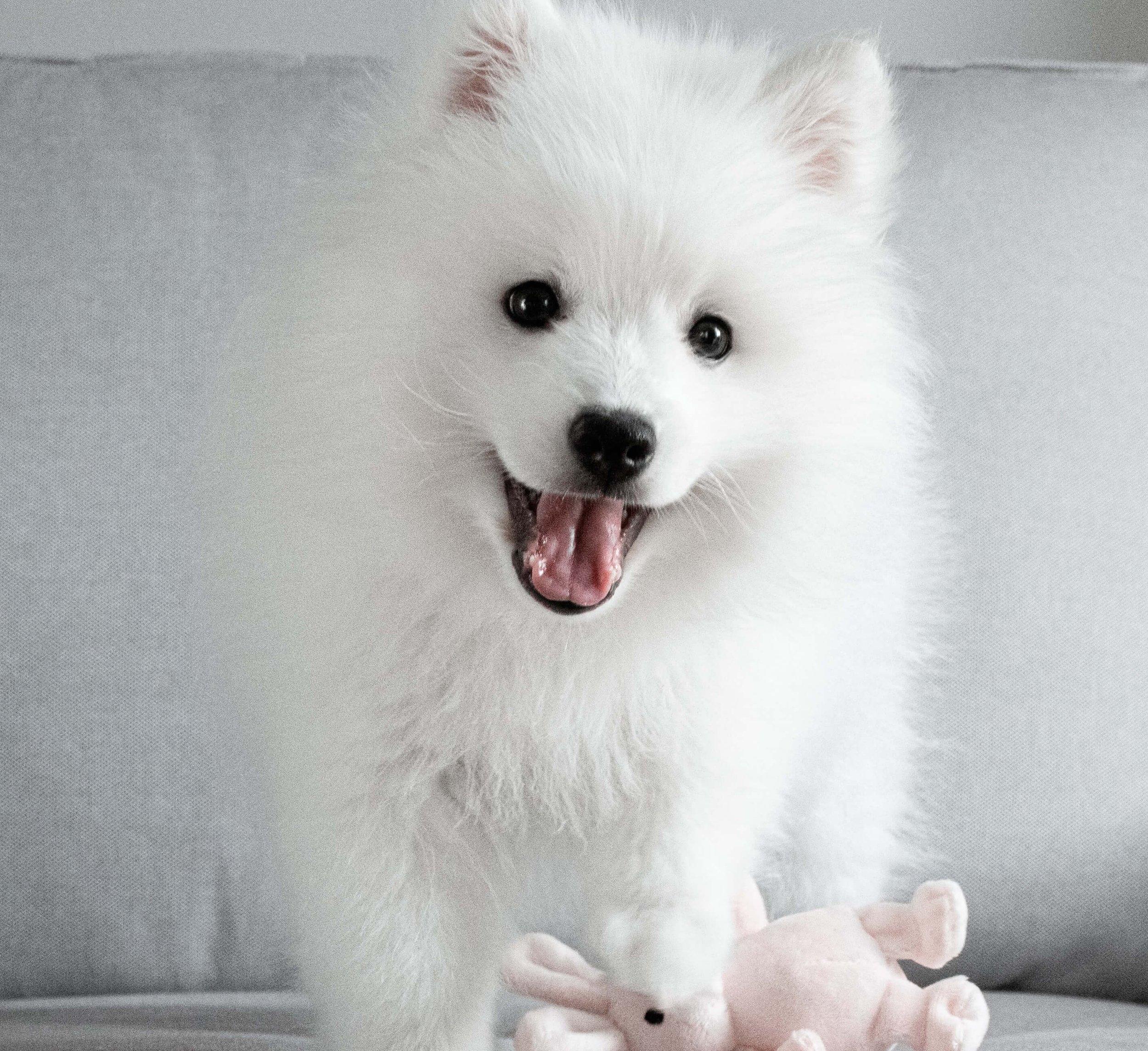 How to make puppy raising less frustrating