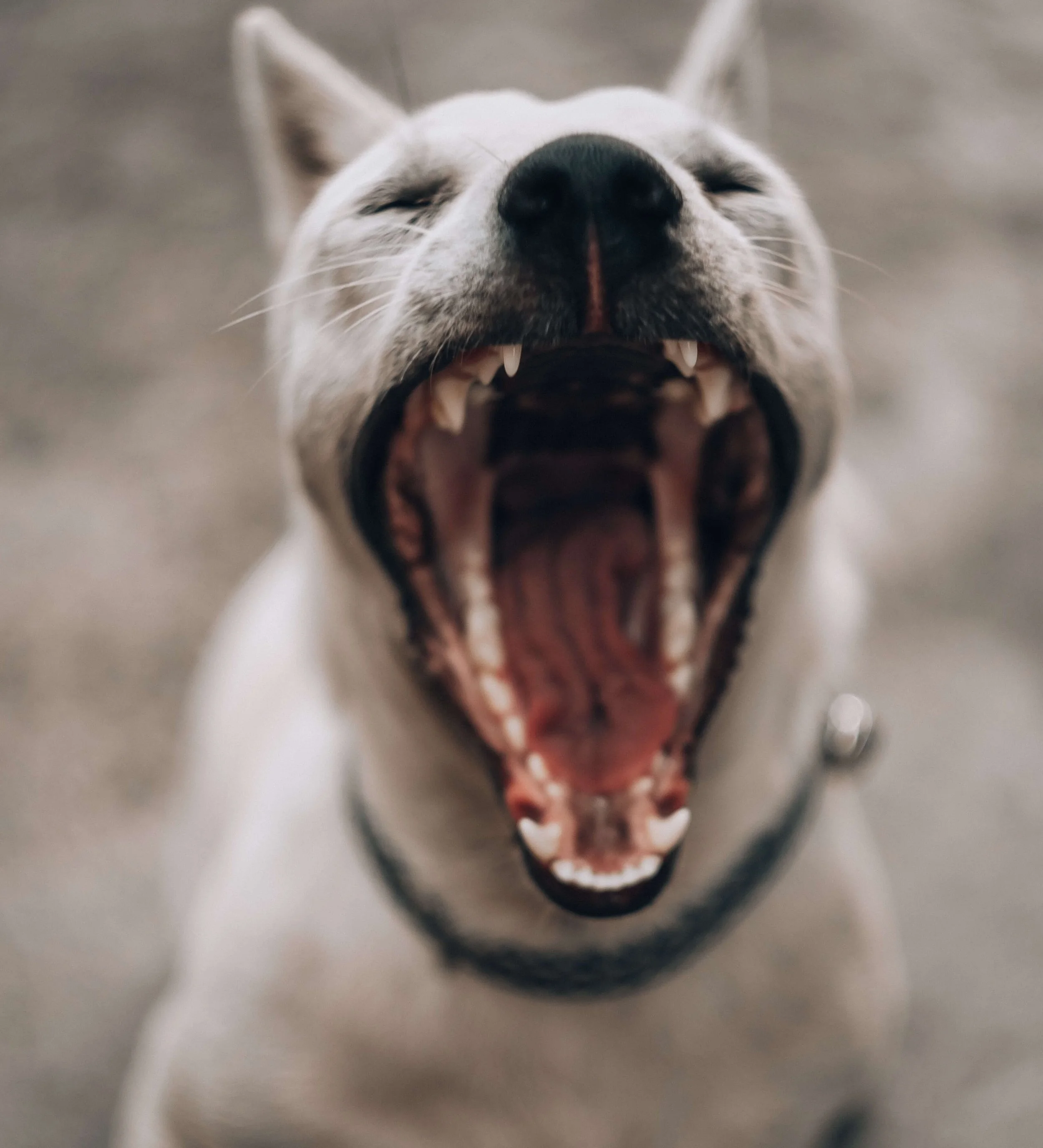 How to clean your dog’s teeth in 6 easy steps