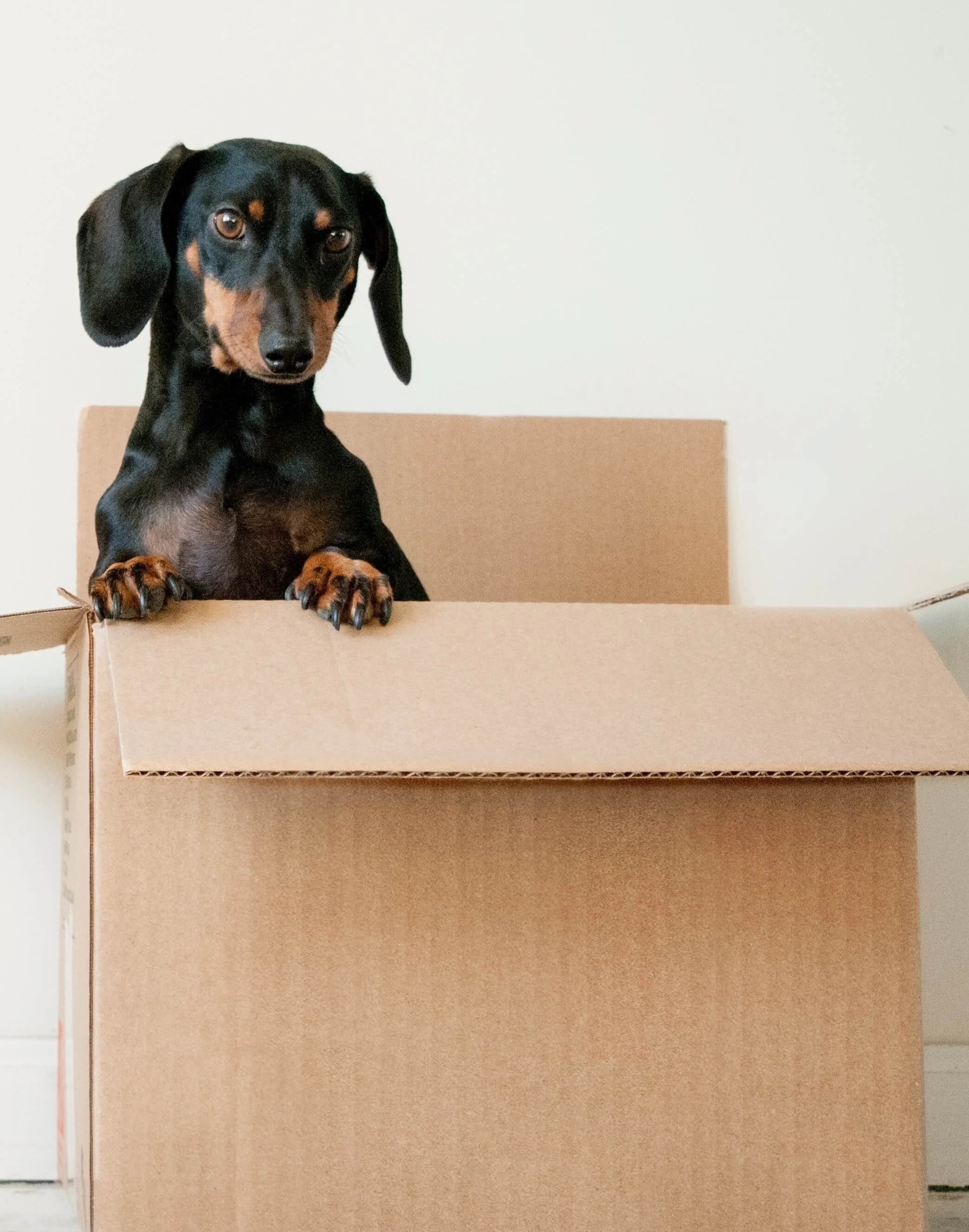 How to move house with your dog