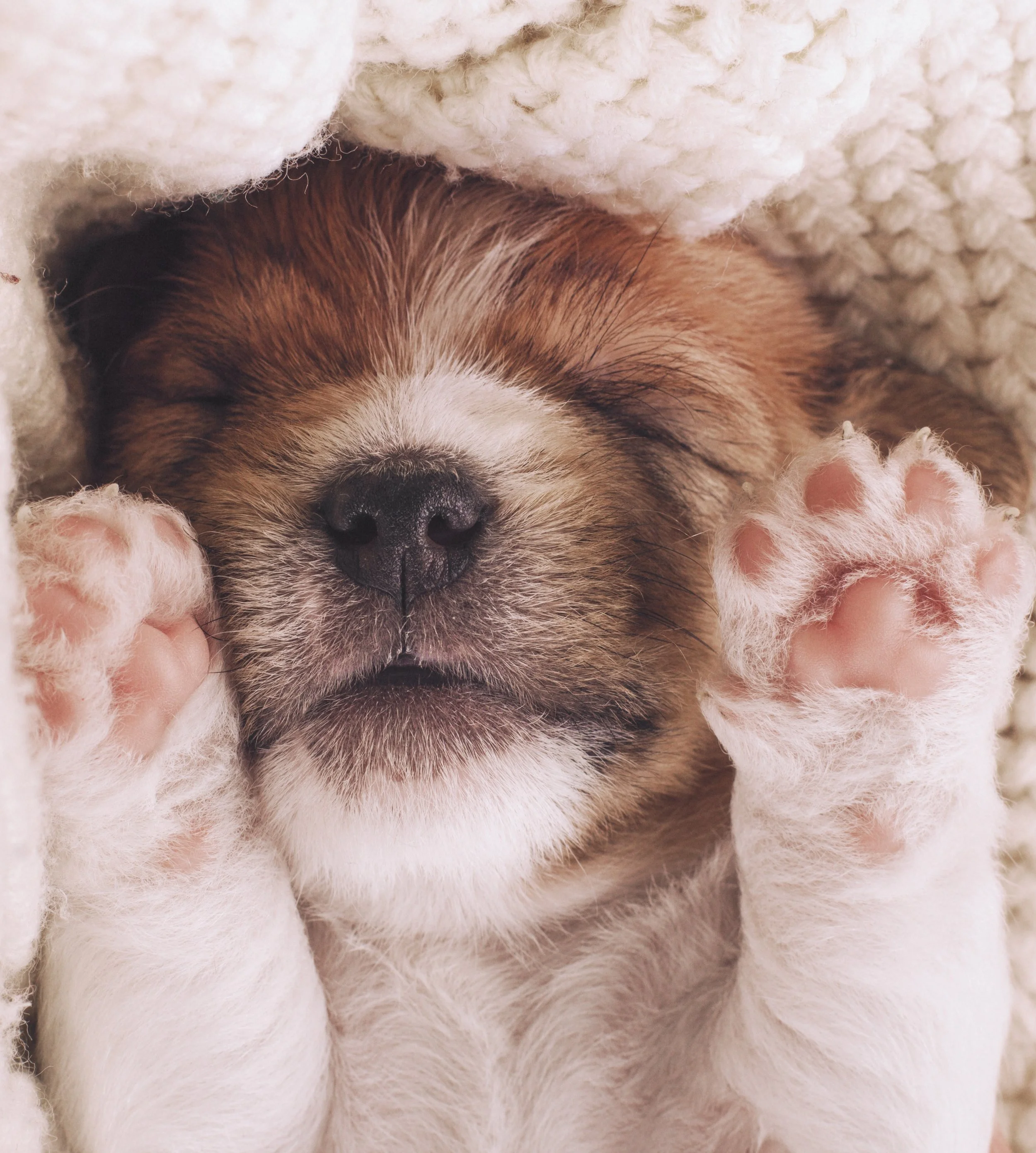 Making time to get the right dog for you