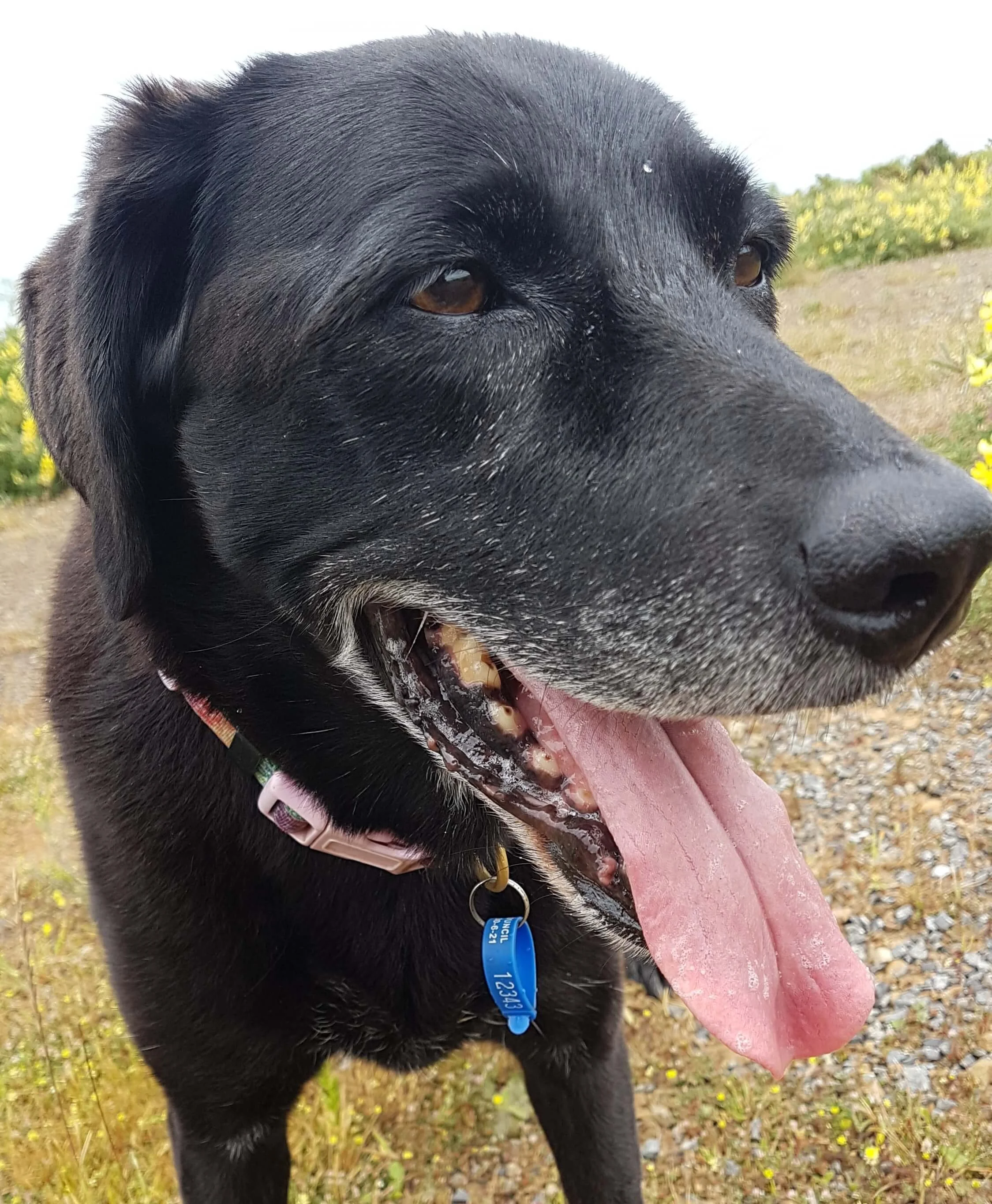 Hot weather dog walking tips