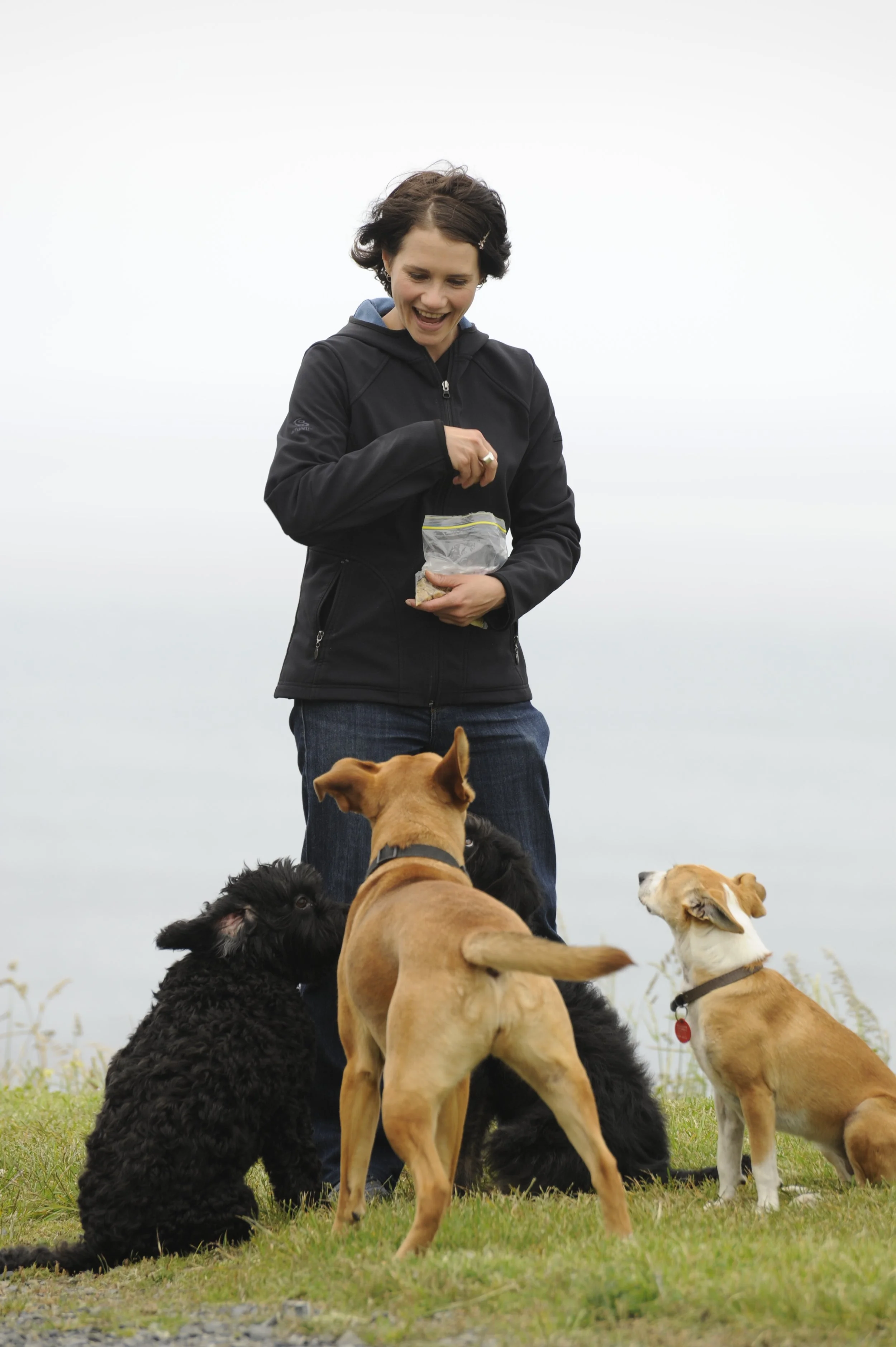 Your guide to hiring a dog walker