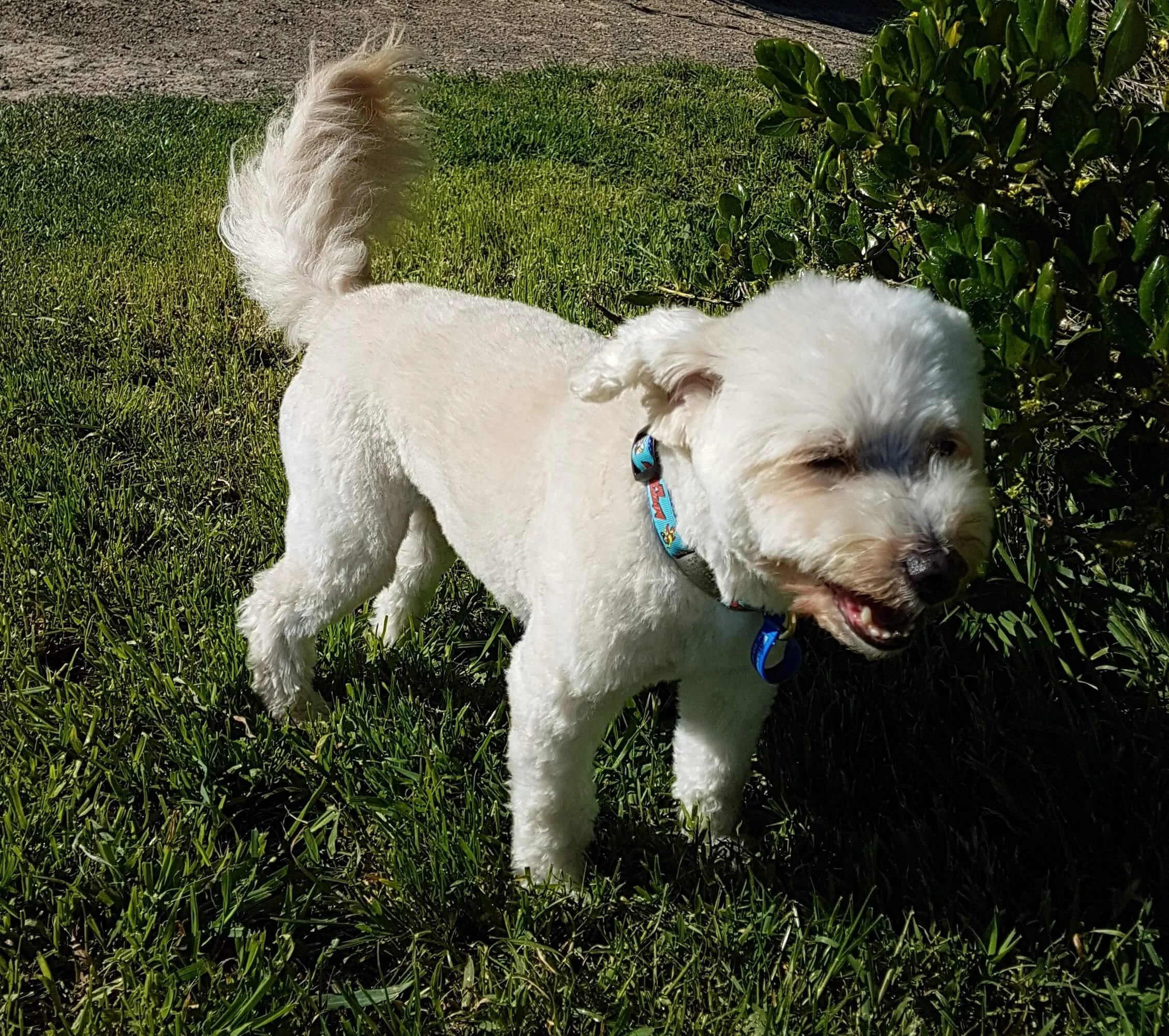 Games to play at the dog park
