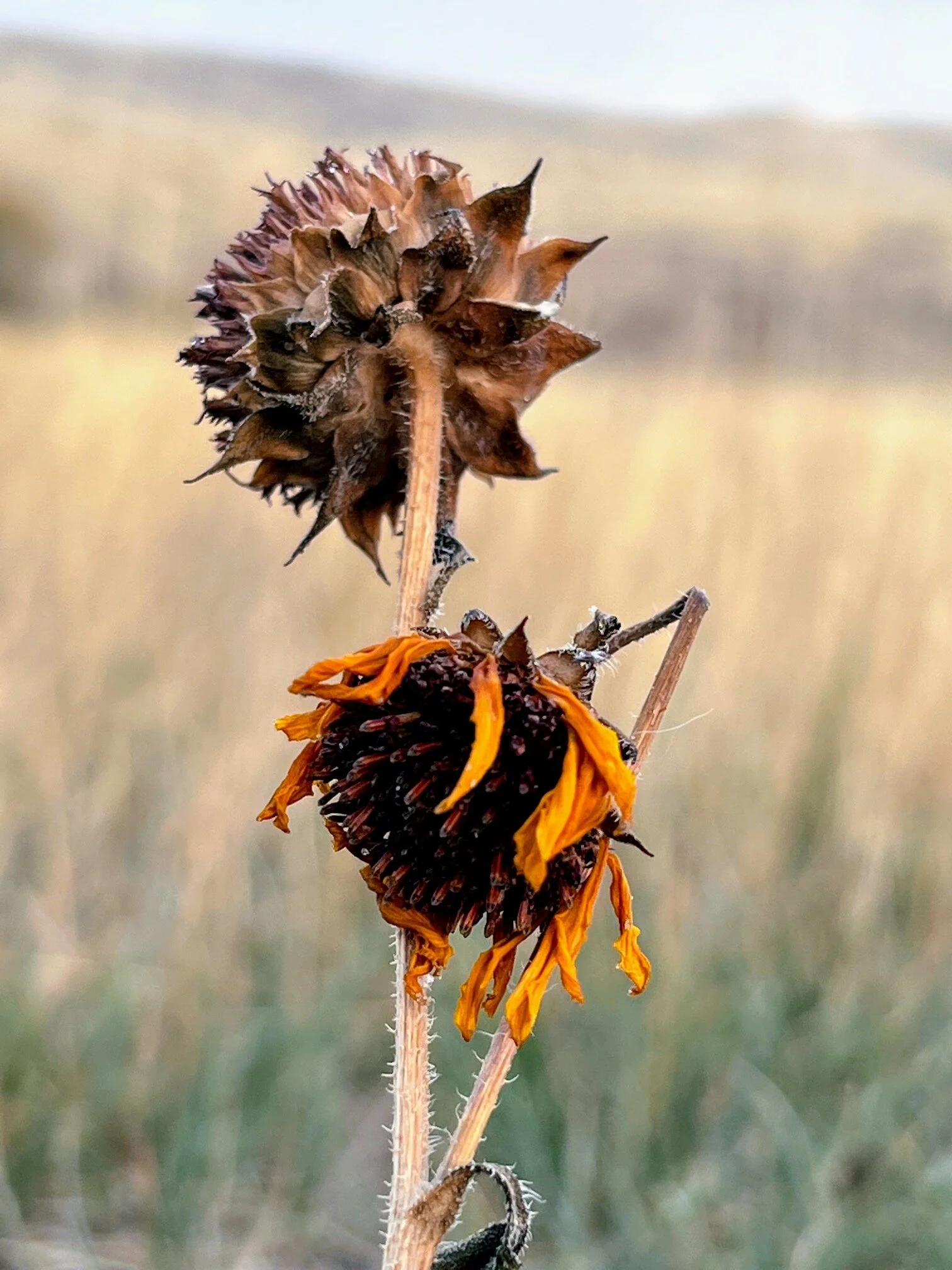  Battle of Little Big Horn  