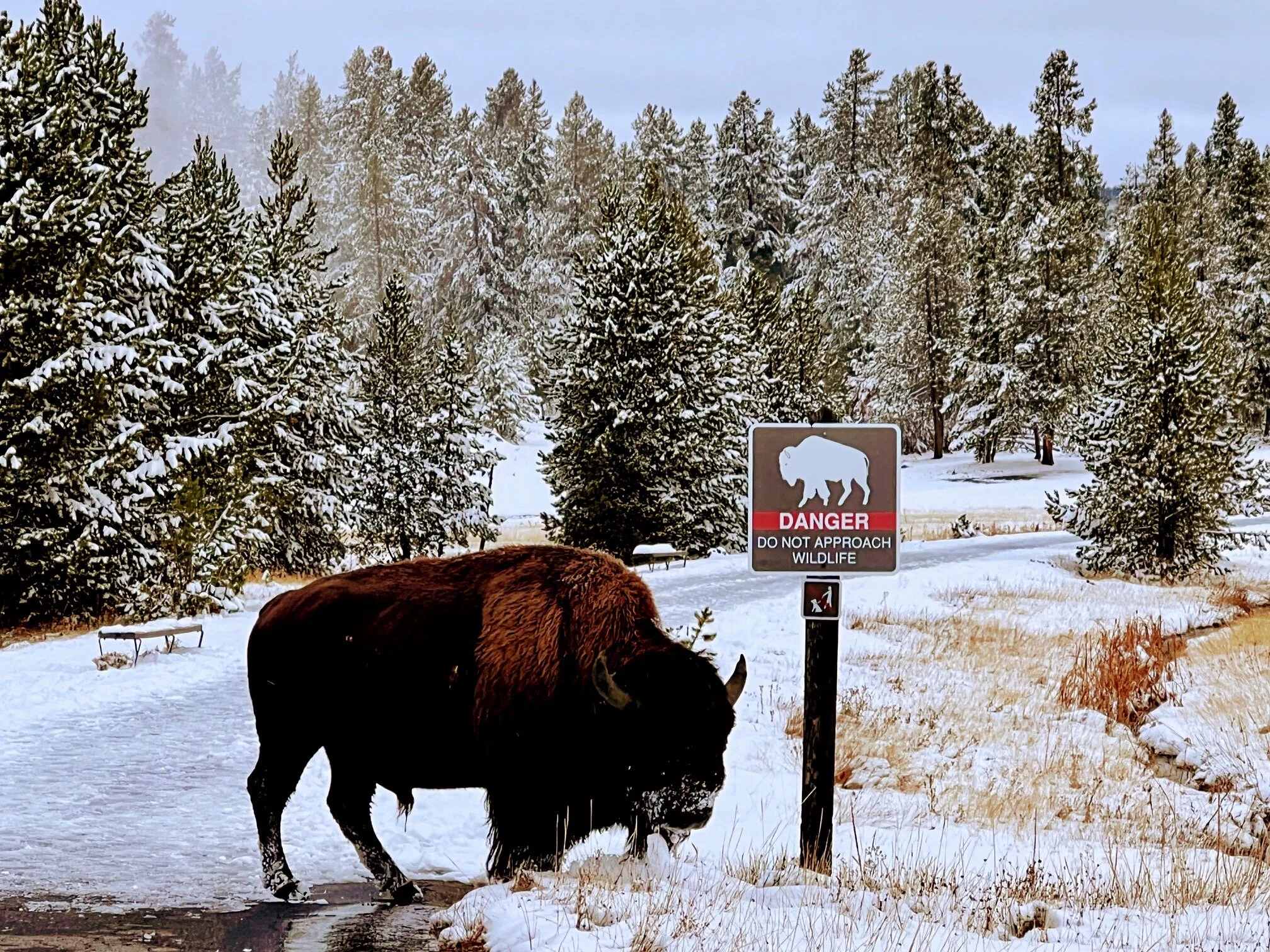  Yellowstone 