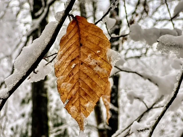  Gatlinburg Jan. 2022 