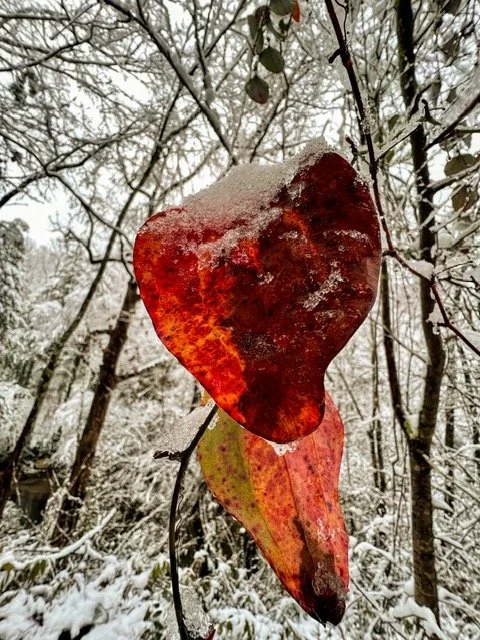  Gatlinburg January 2022 