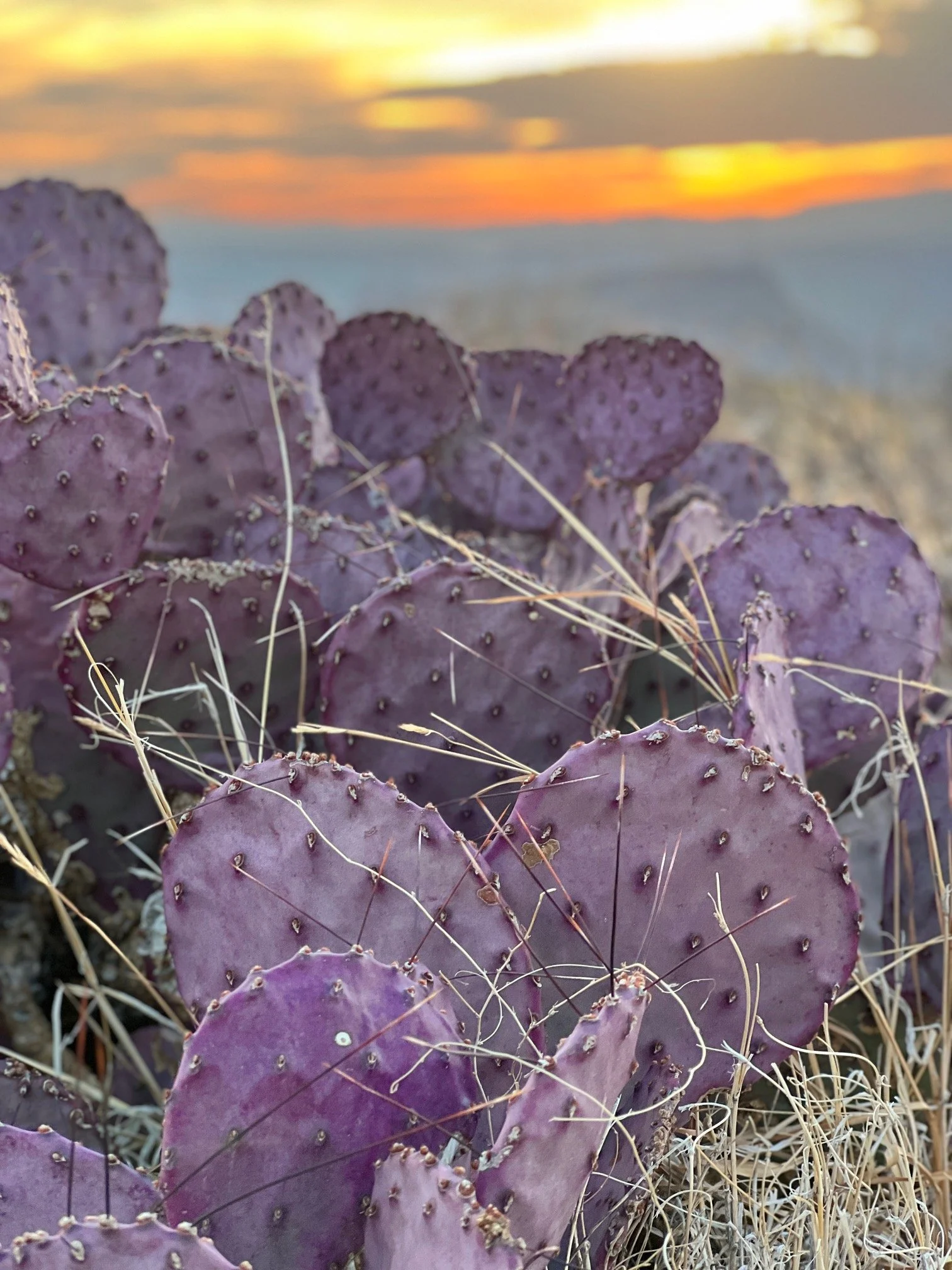  Big Bend National Park 2022 