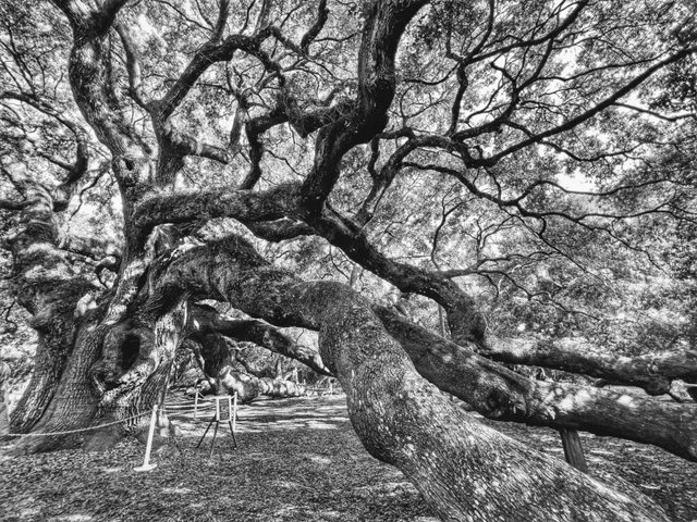  Angel Oak Tree 