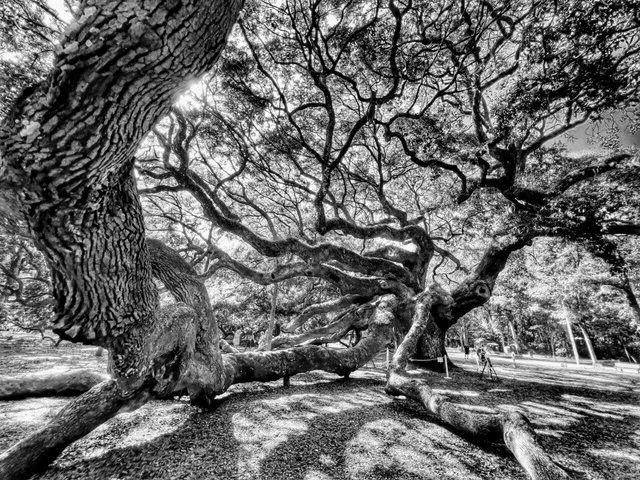  Angel Oak Tree 