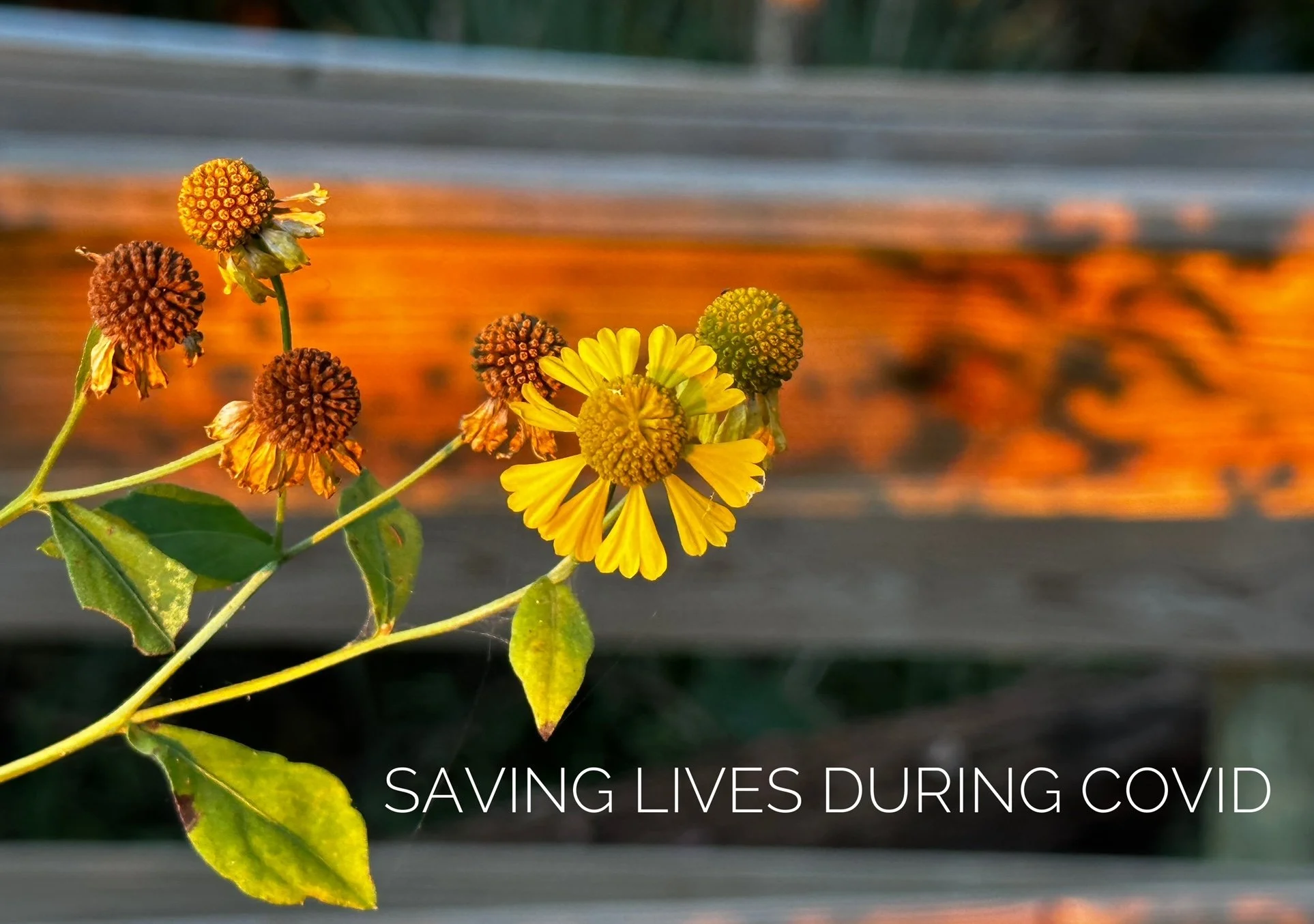 Saving Lives During COVID