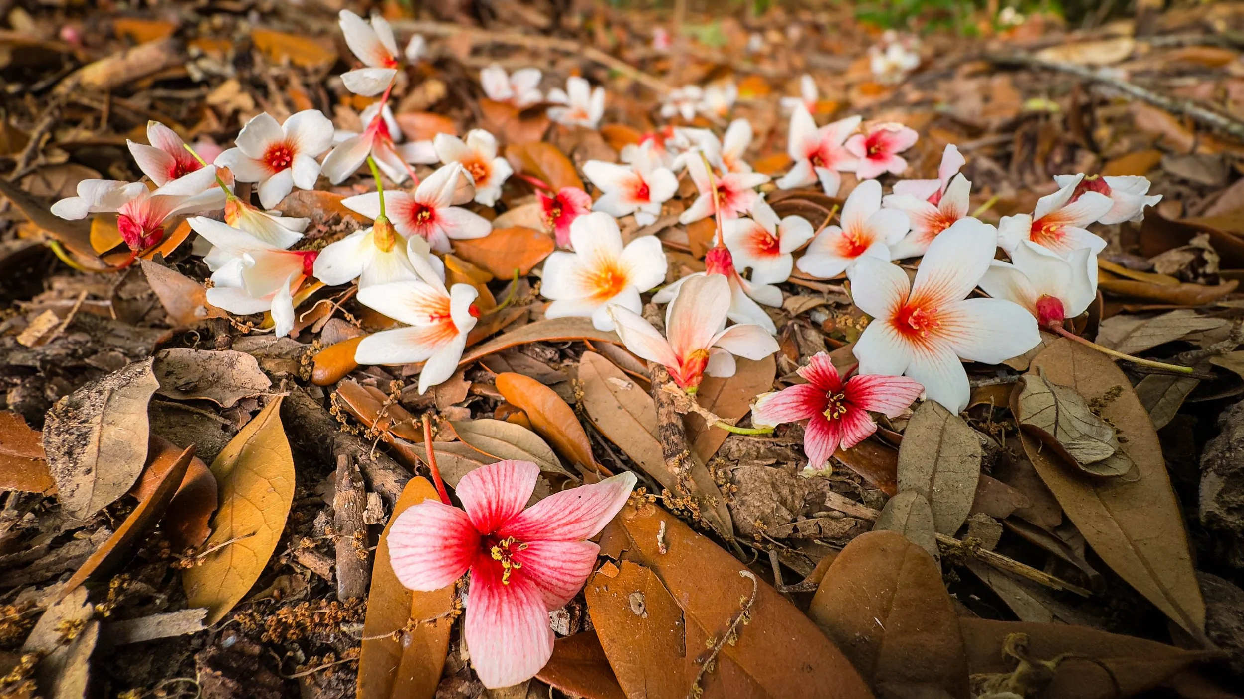  Baldwin County  2024 