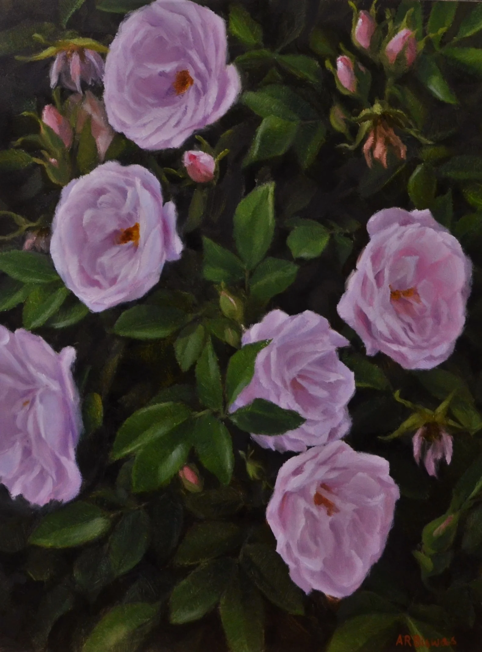 Garden roses