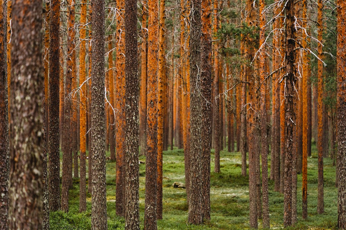 ärjämetsä.jpg