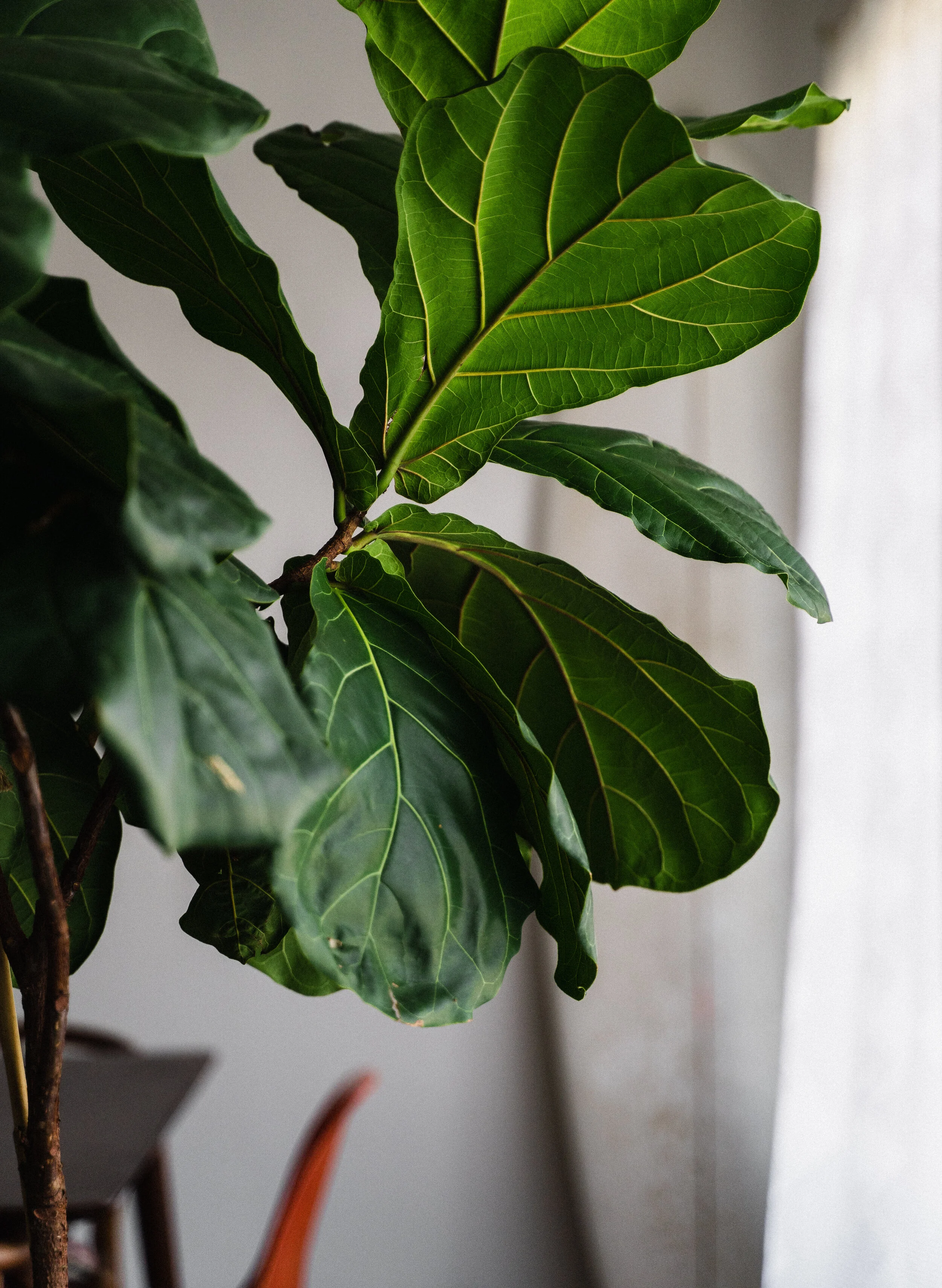 How to make a statement with oversized houseplants