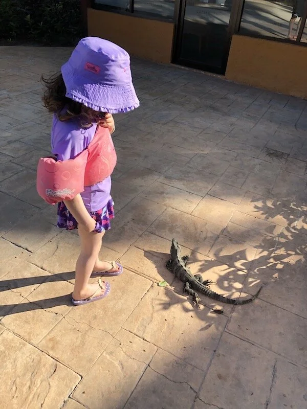 iguana.jpg