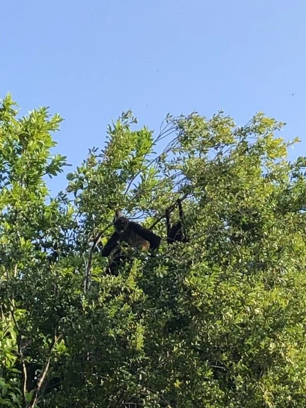monkeys.jpg