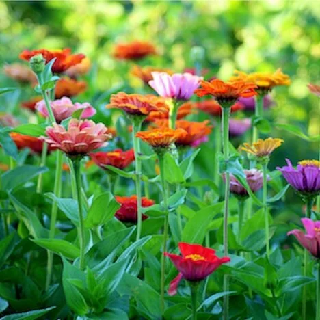 Growing Self-Compassion