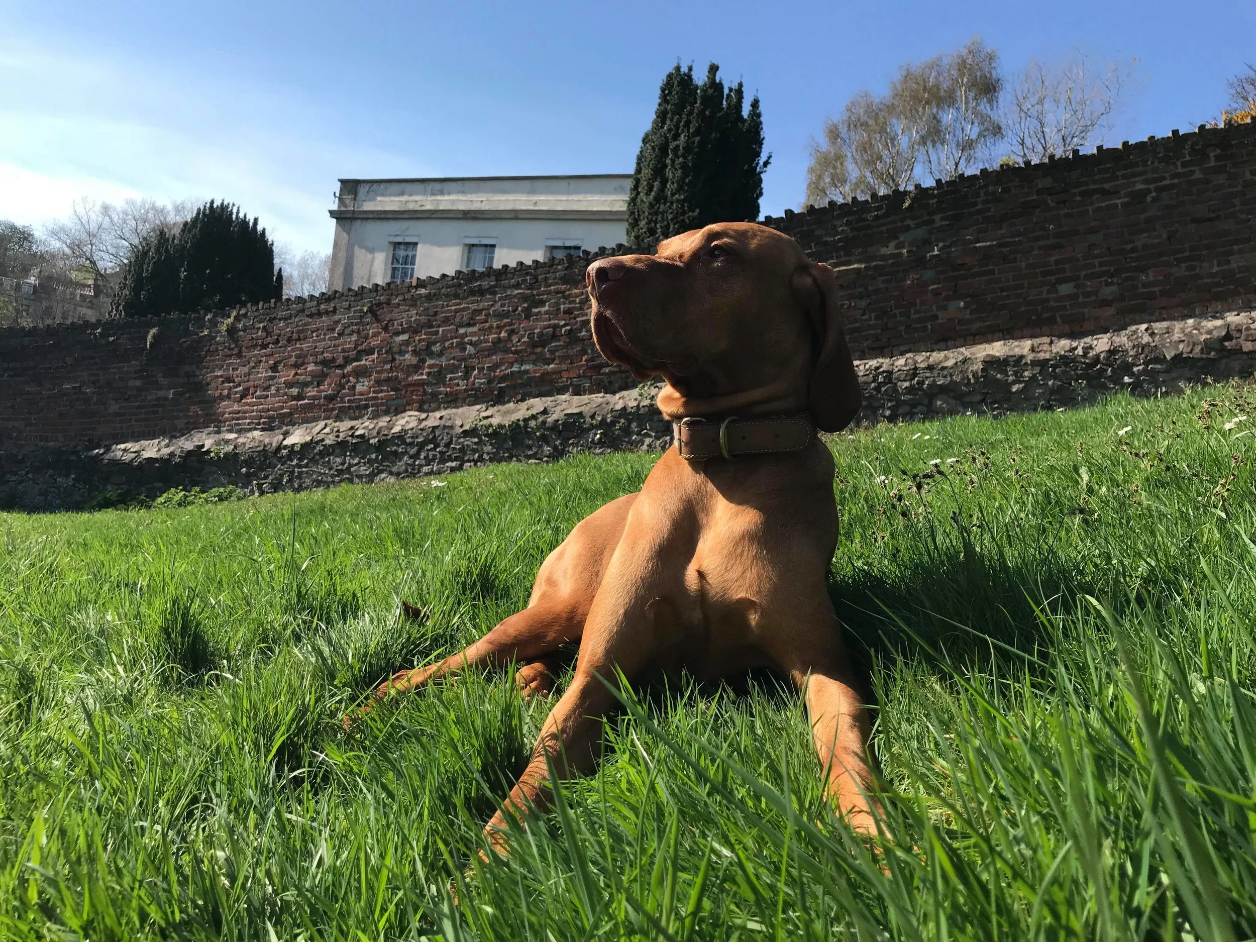 Reggie Sunbathing.jpeg