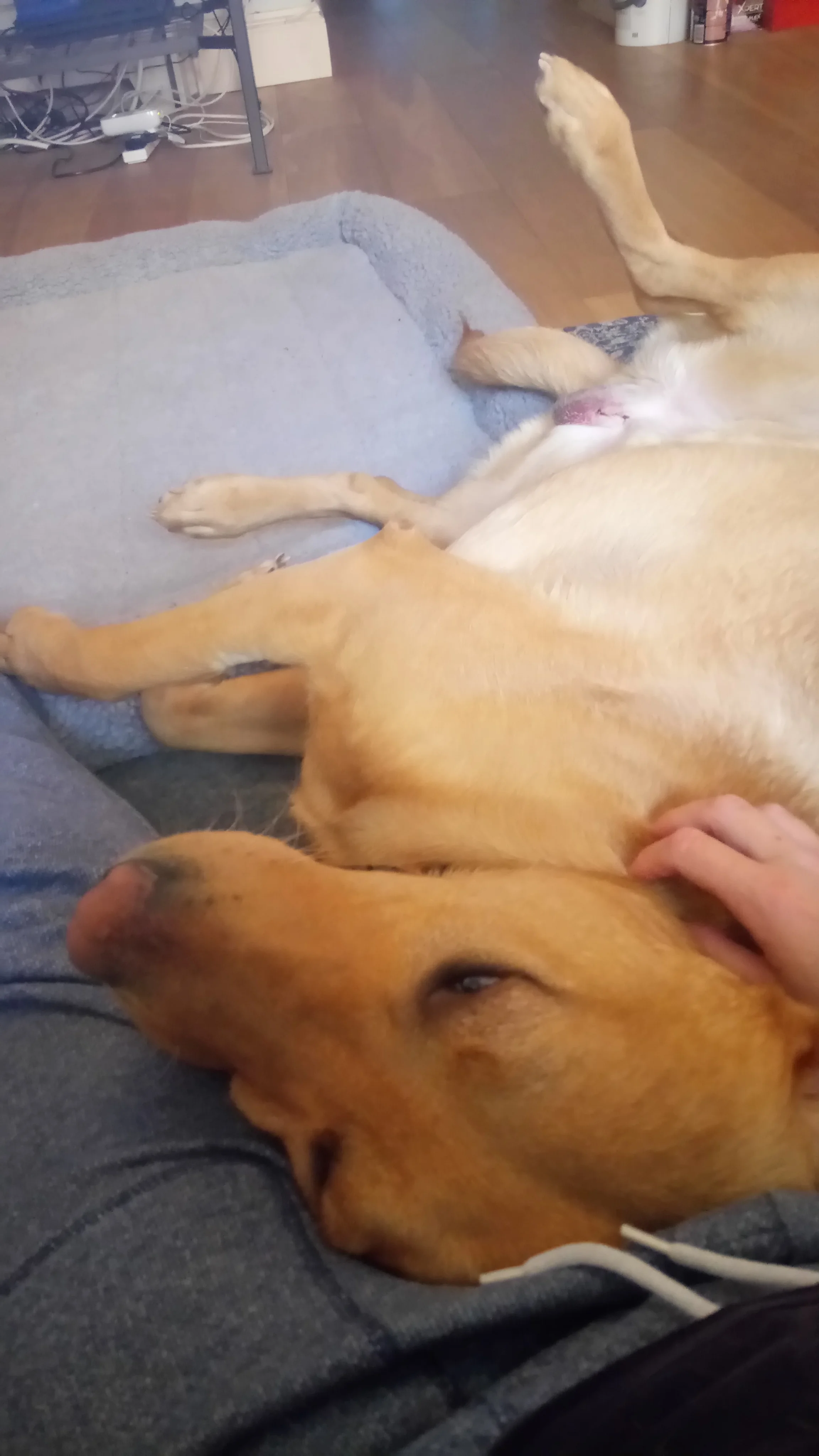 Digby 2.JPG