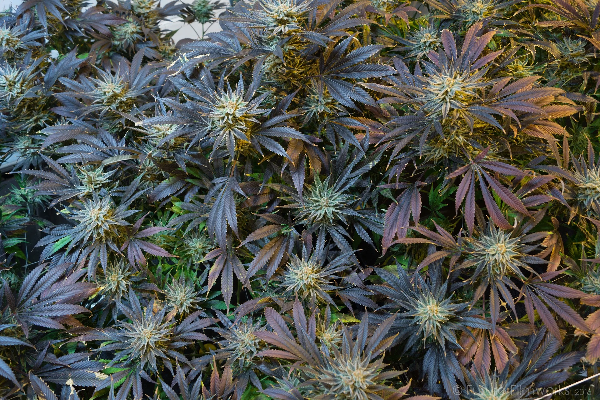 marijuana-2038460_1920.jpg