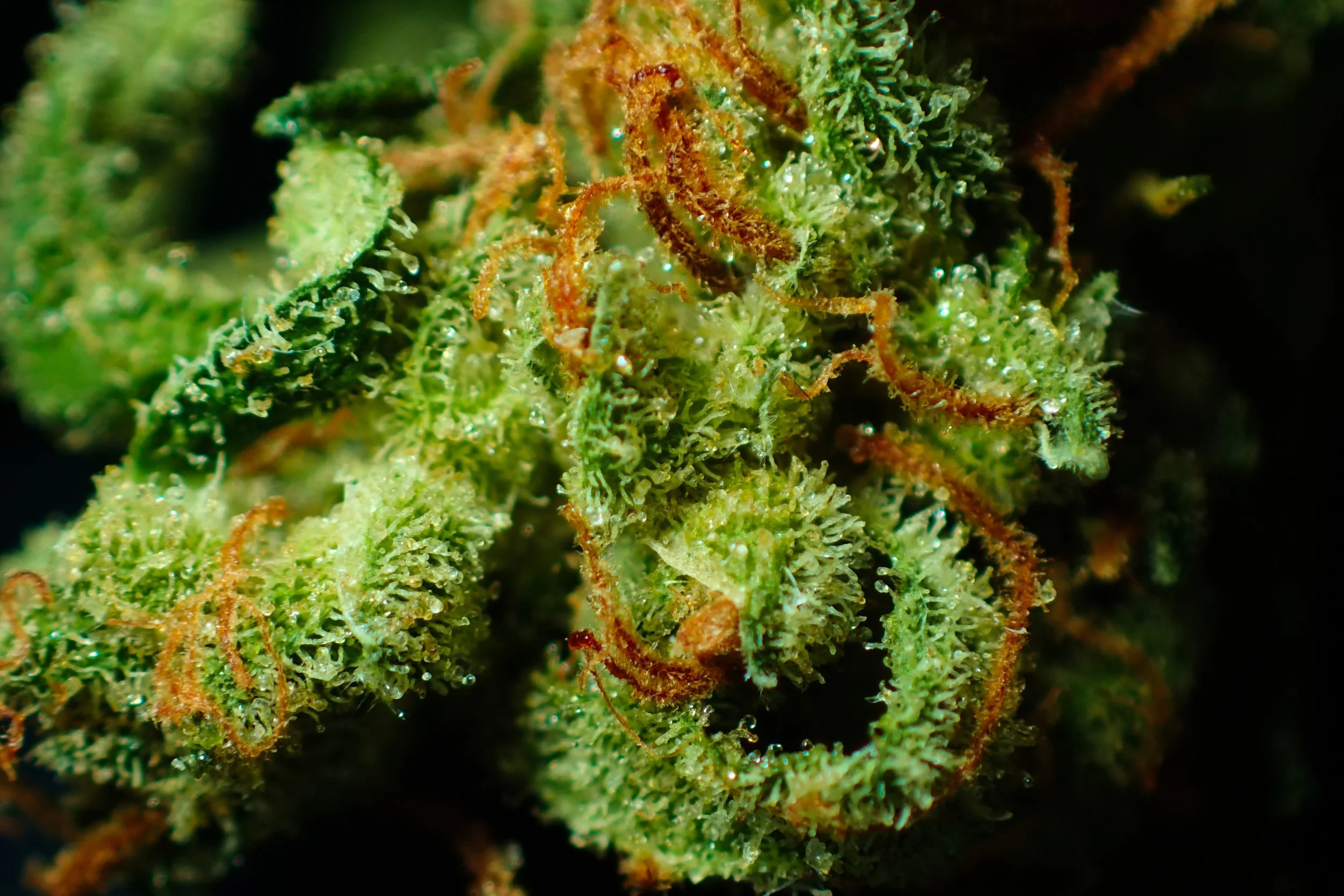 bud-3801033.jpg