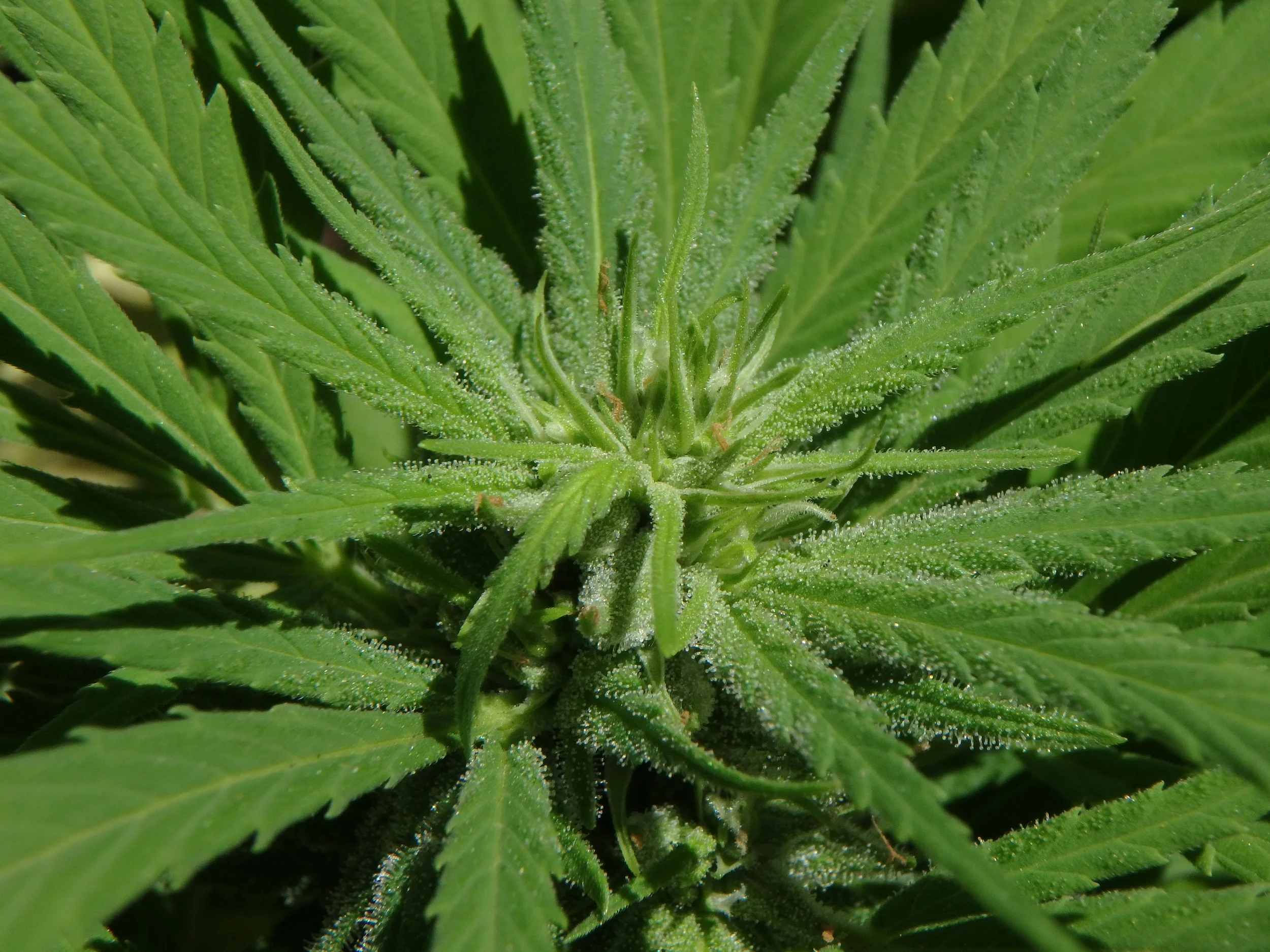 cannabis-1610407.jpg