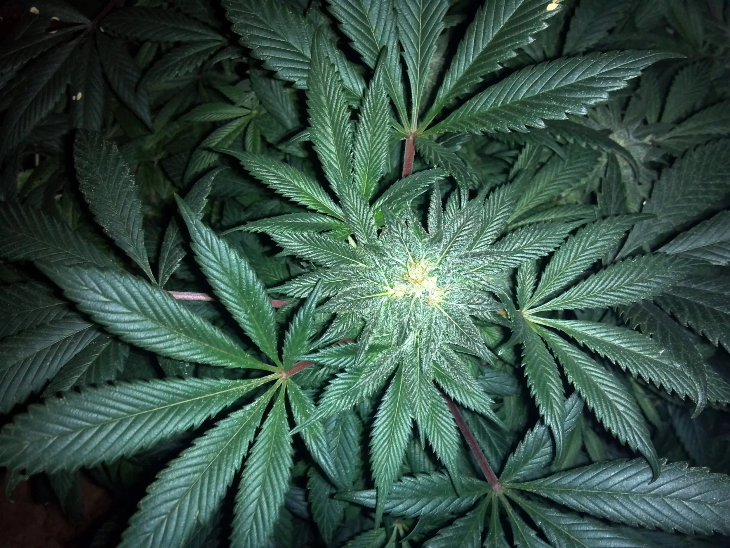 cannabis-313051.jpg