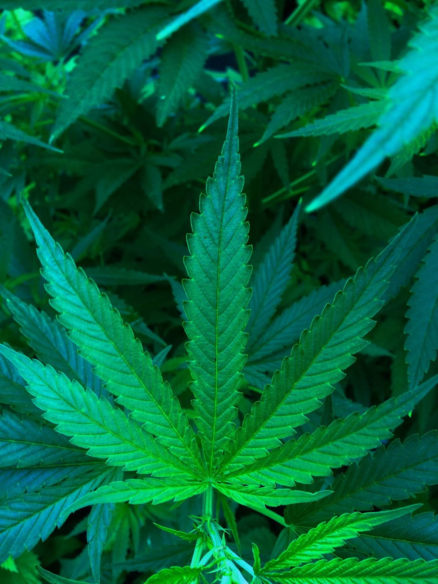 cannabis-490296.jpg