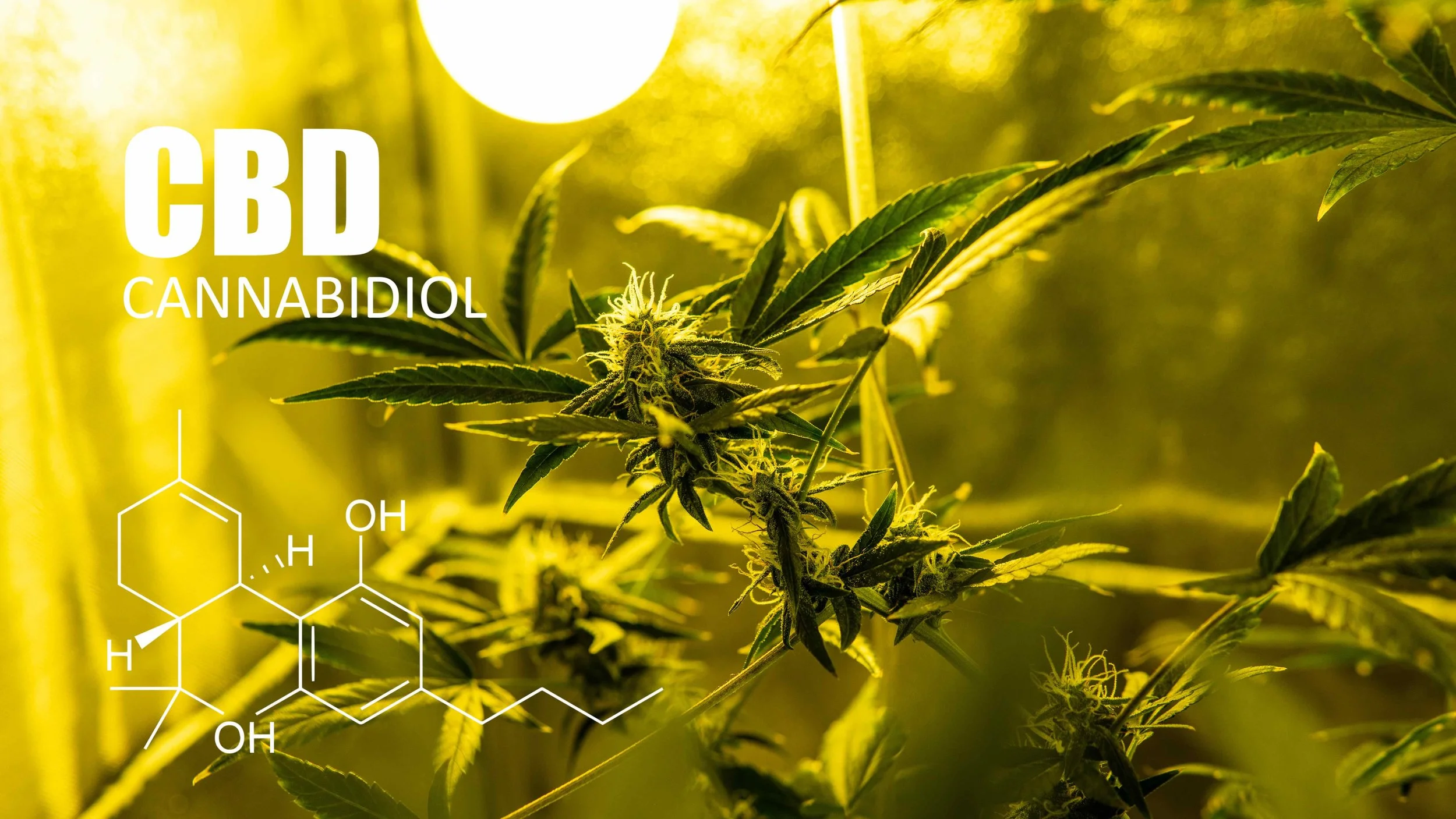 trichomes close up view. cannabidiol elements.jpg