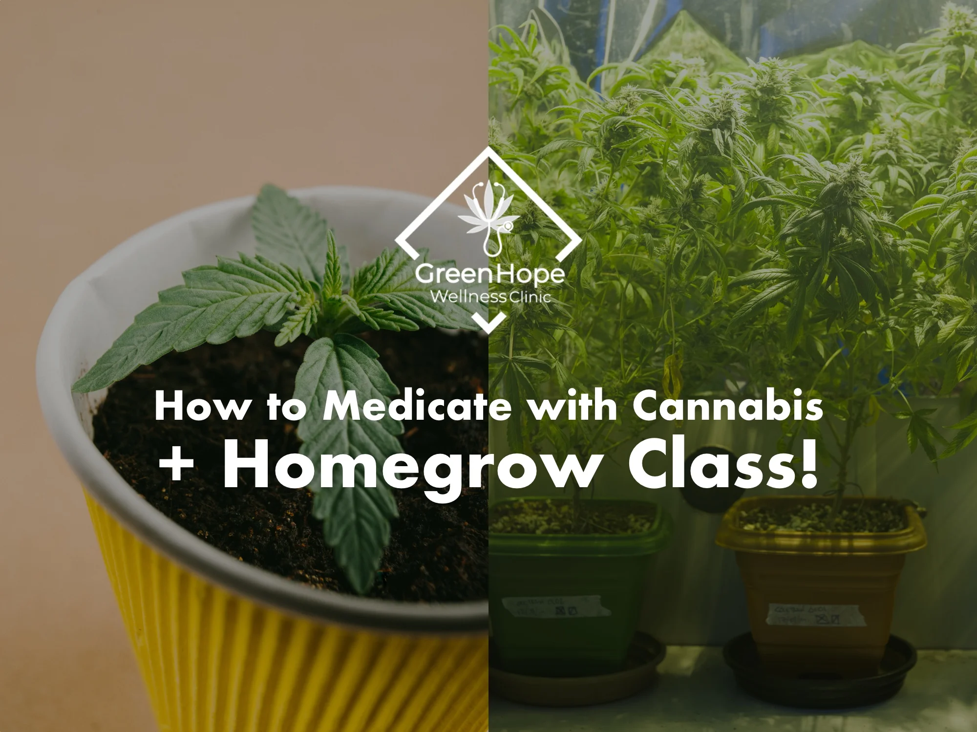 cannabis homegrow.jpg