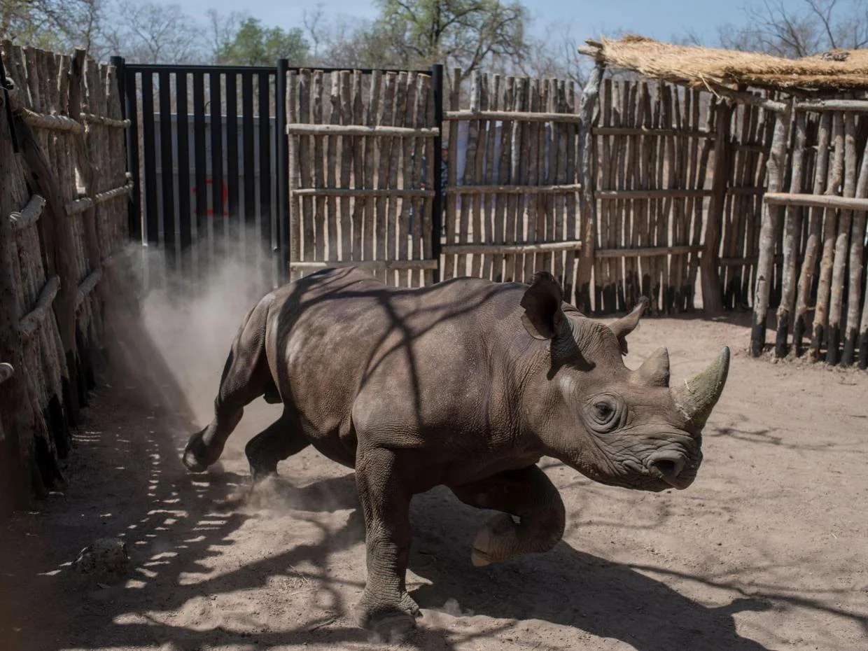 Black rhinos return to Chad 50 years after poaching wiped them out