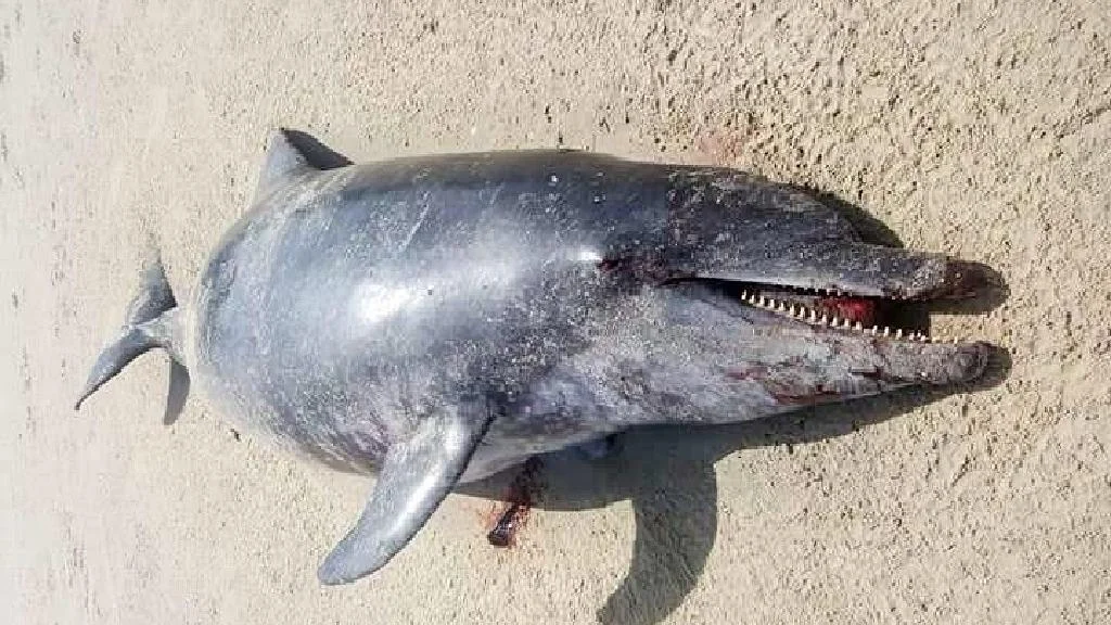 Dead dolphin on Gambian beach blamed on Chinese factory pollution