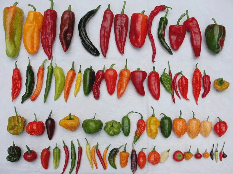 The different types of peppers we have in Nigeria